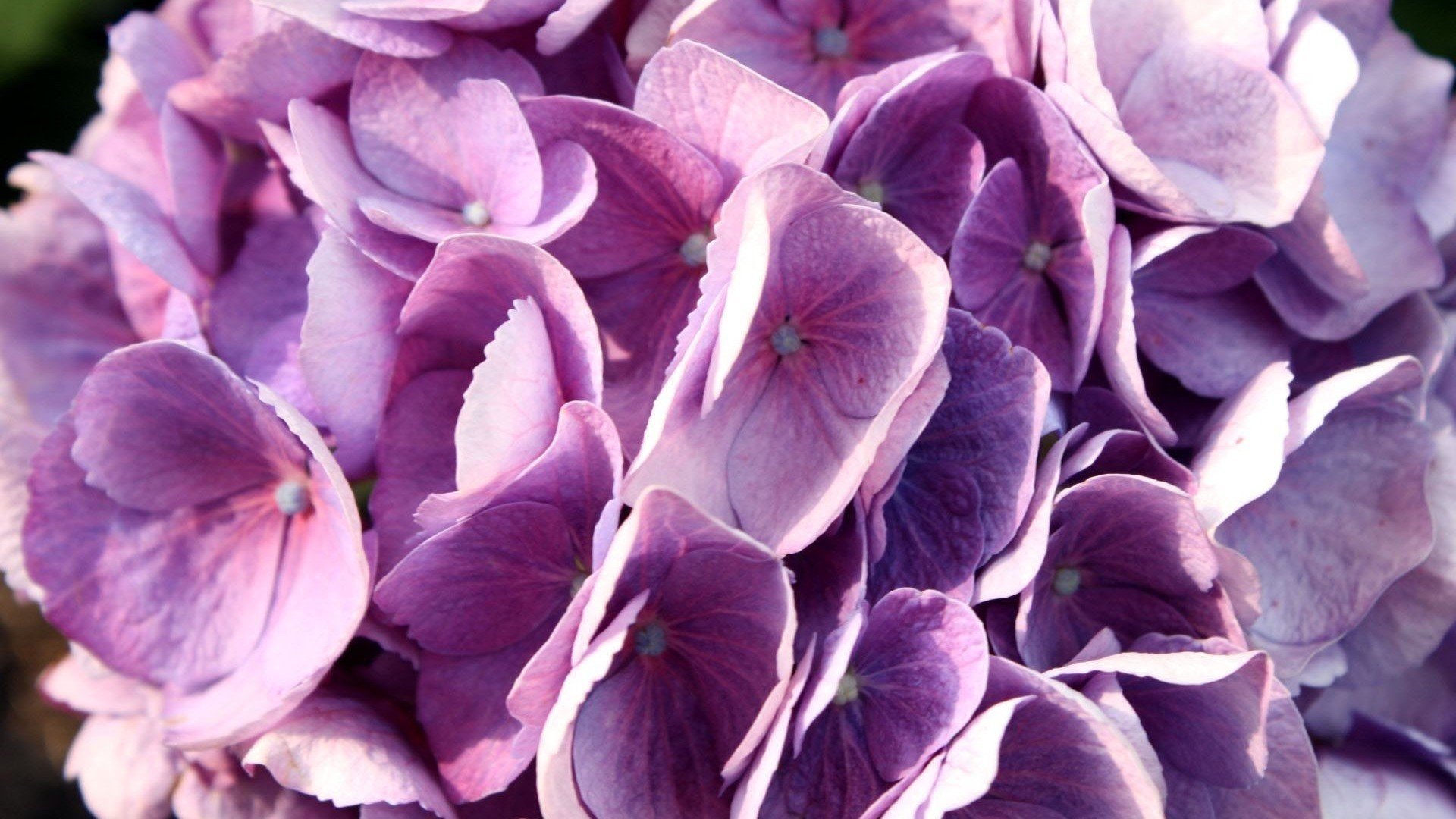 小清新,娇艳欲滴,花,儿童桌面专用