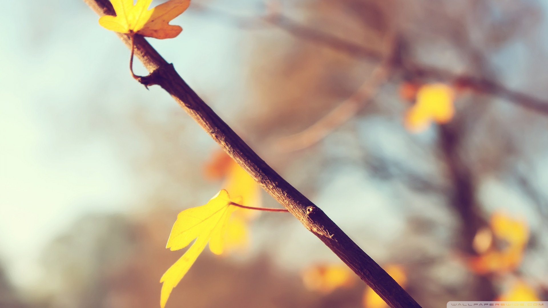 风景,春意盎然,儿童桌面专用