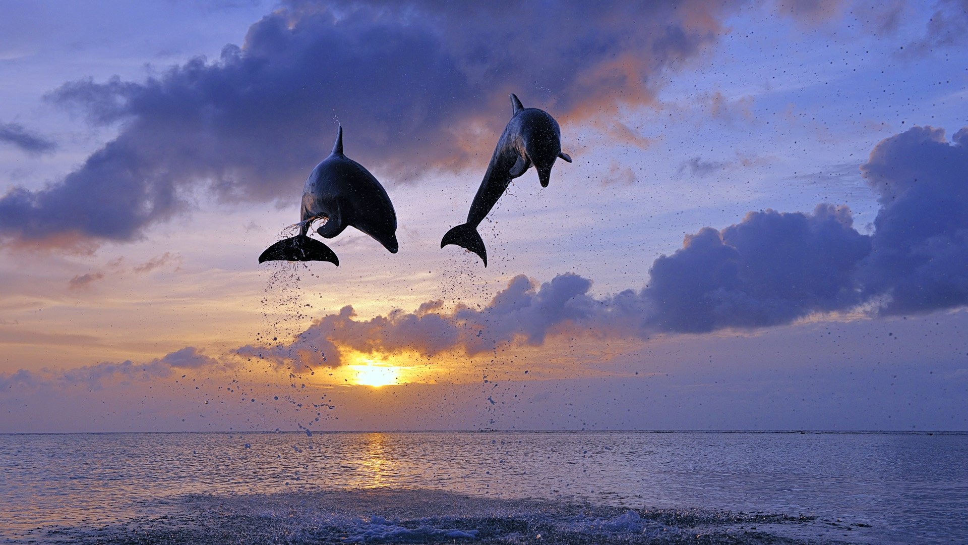 萌宠,动物,海洋生物,海豚,儿童桌面专用