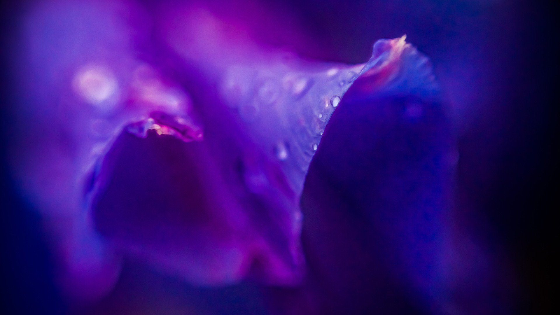 小清新,娇艳欲滴,花,儿童桌面专用