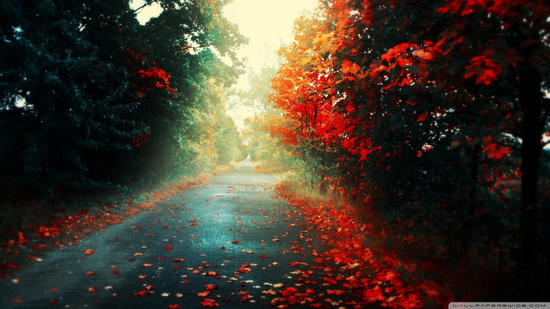 风景,红叶,道路,意境,儿童桌面专用