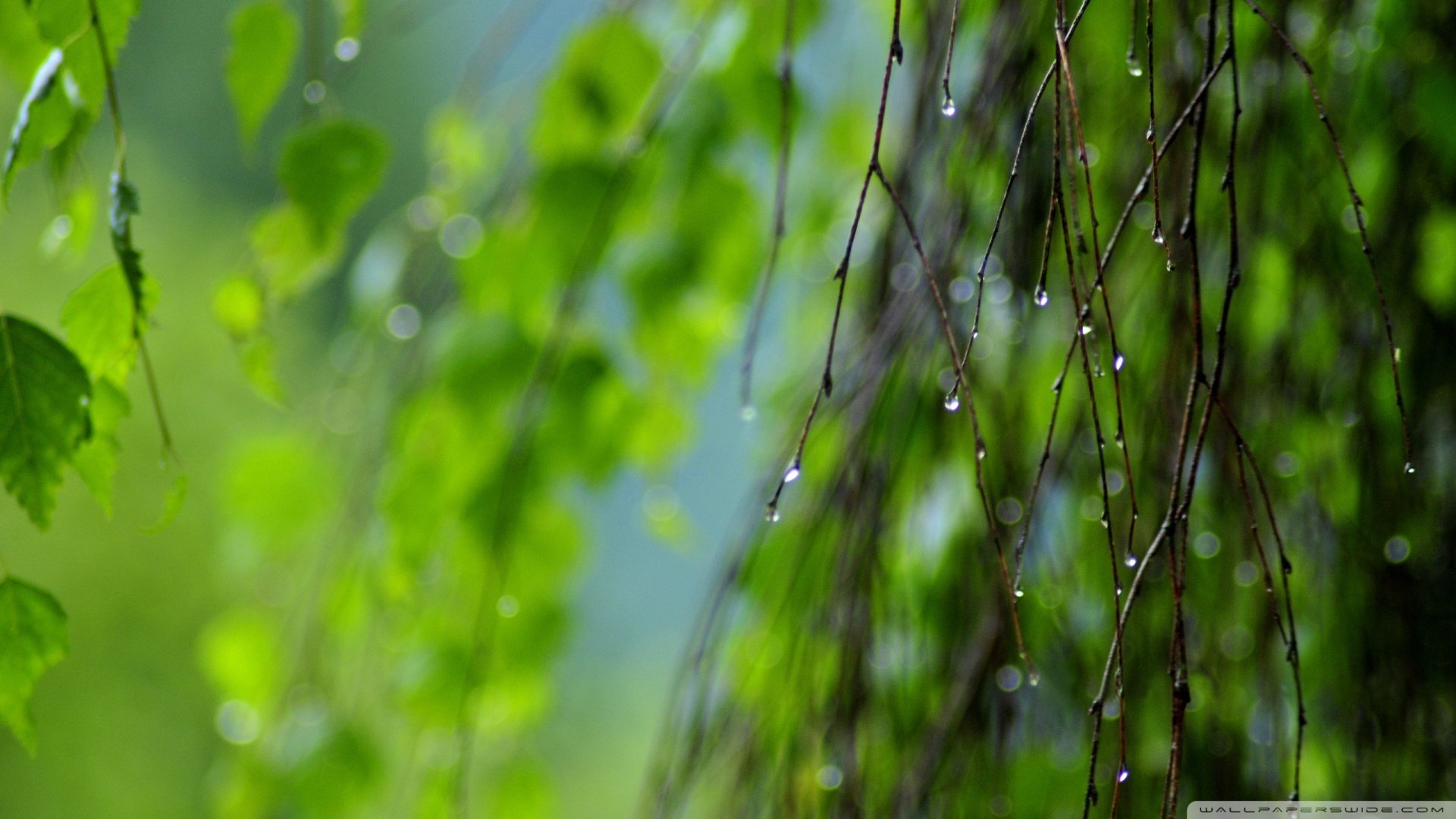 小清新,护眼壁纸,儿童桌面专用
