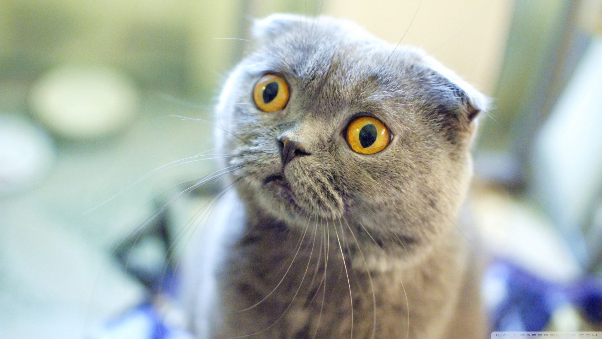 萌宠,猫,喵星人,可爱,卖萌图,古灵精怪,儿童桌面专用