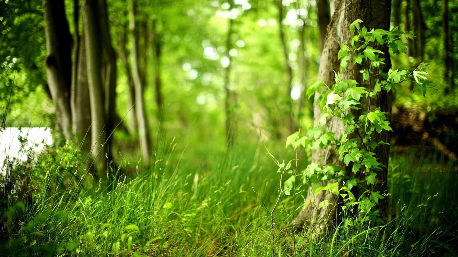 小清新,护眼壁纸,儿童桌面专用