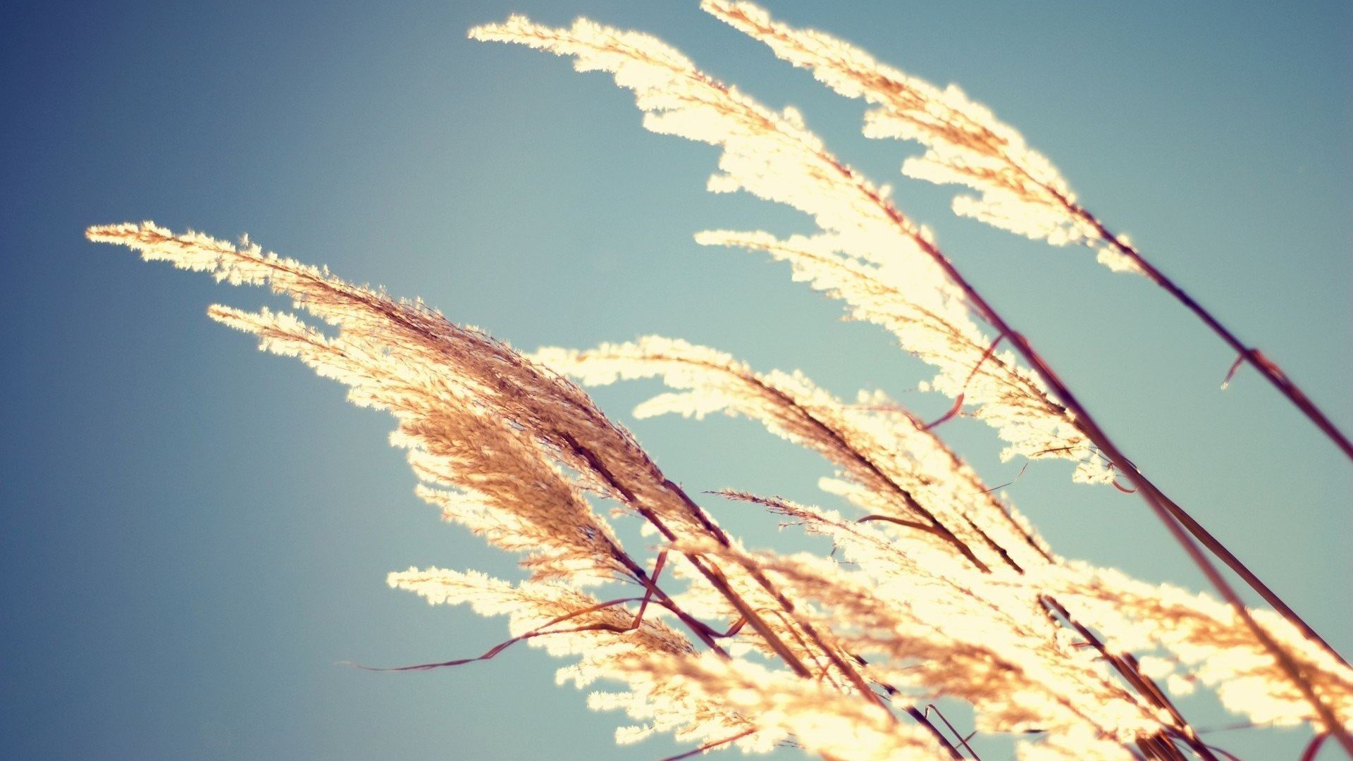 小清新,清新淡雅,儿童桌面专用