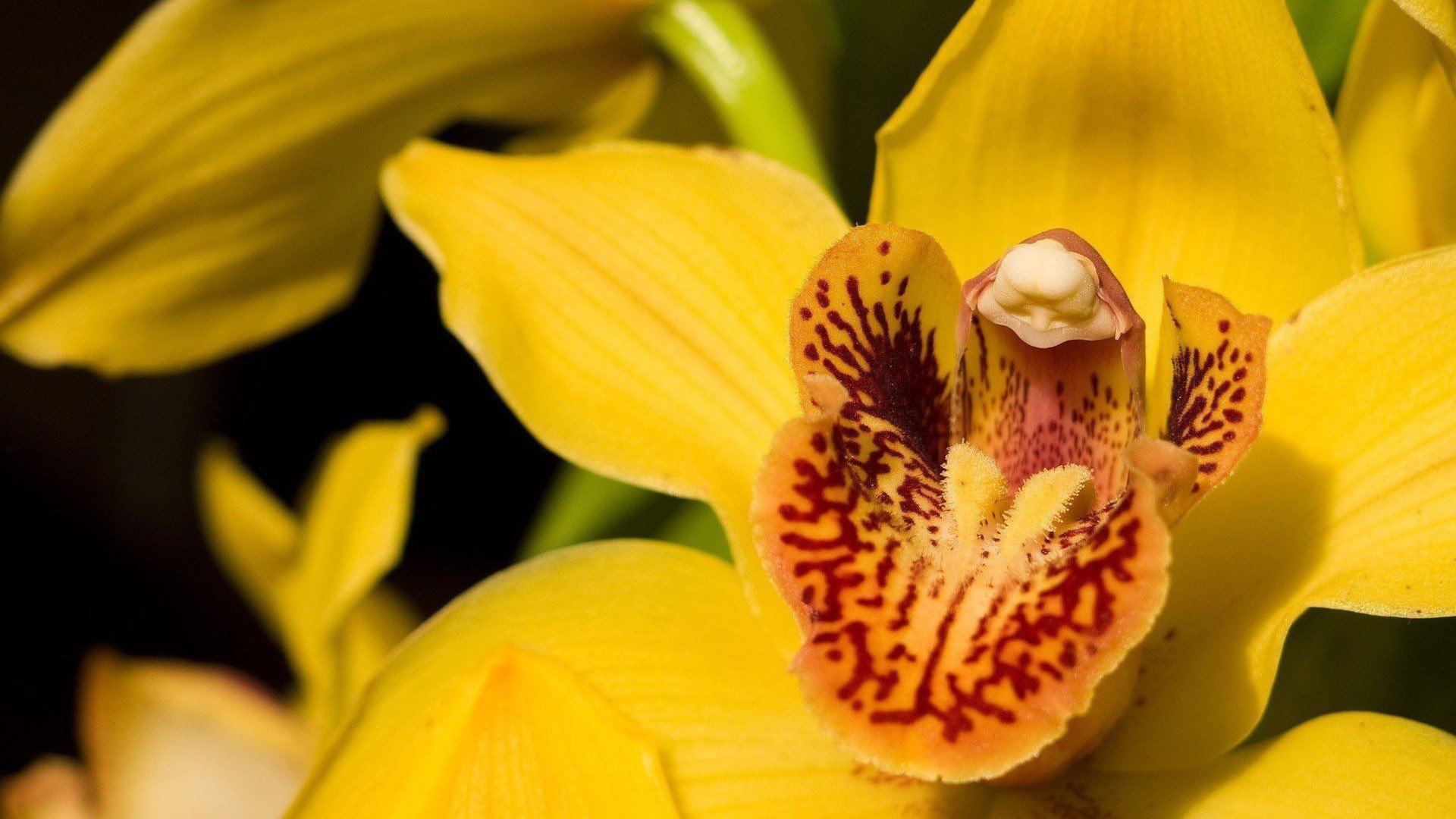 小清新,娇艳欲滴,花,儿童桌面专用