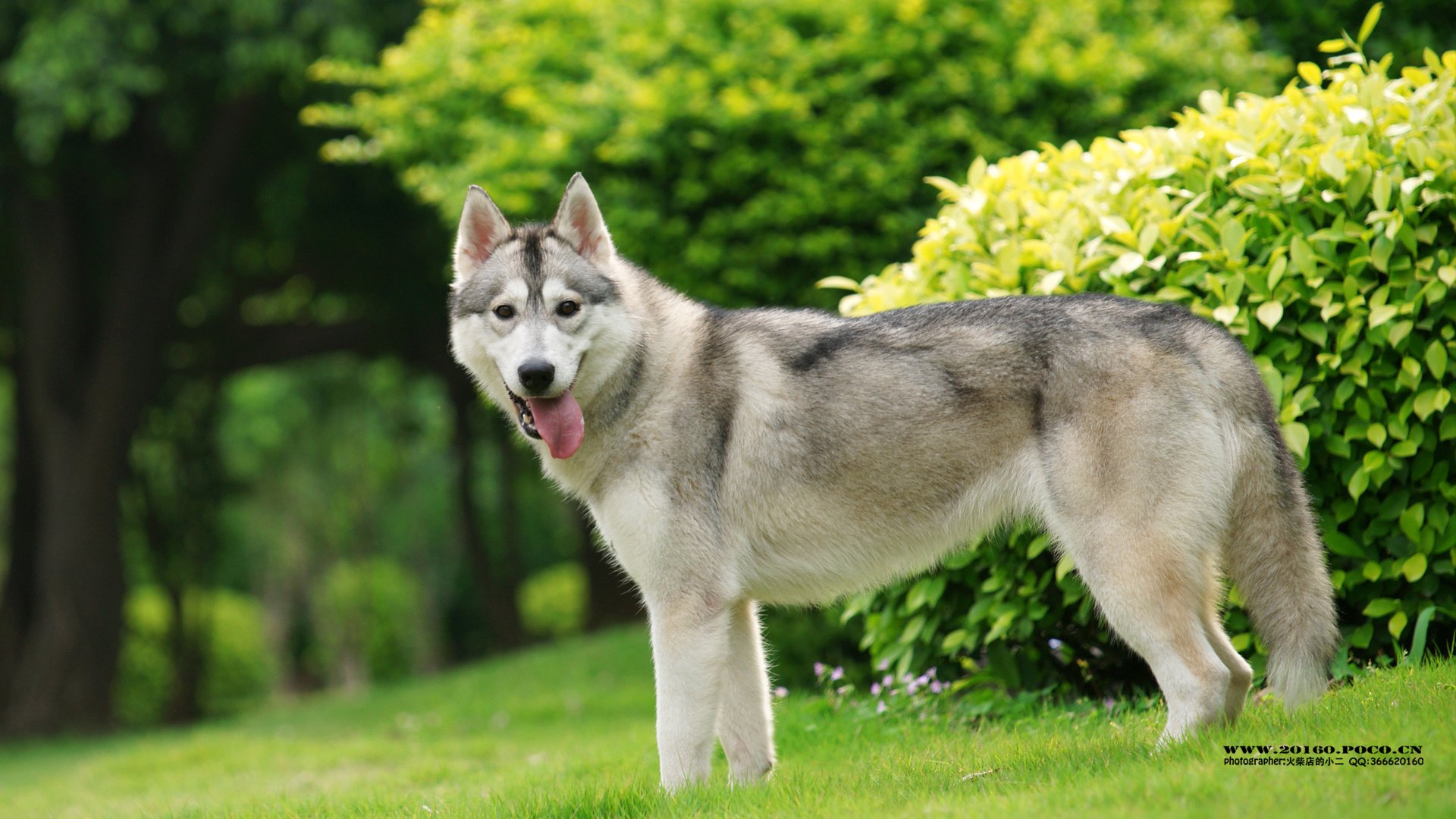 萌宠,狗,汪星人,可爱,古灵精怪,火柴摄影,@摄影师火柴店的小二,儿童桌面专用