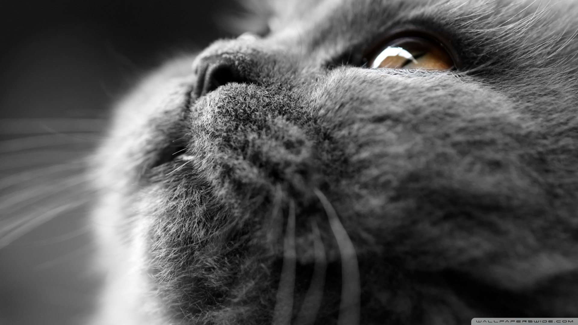 萌宠,喵星人,猫,猫咪,儿童桌面专用