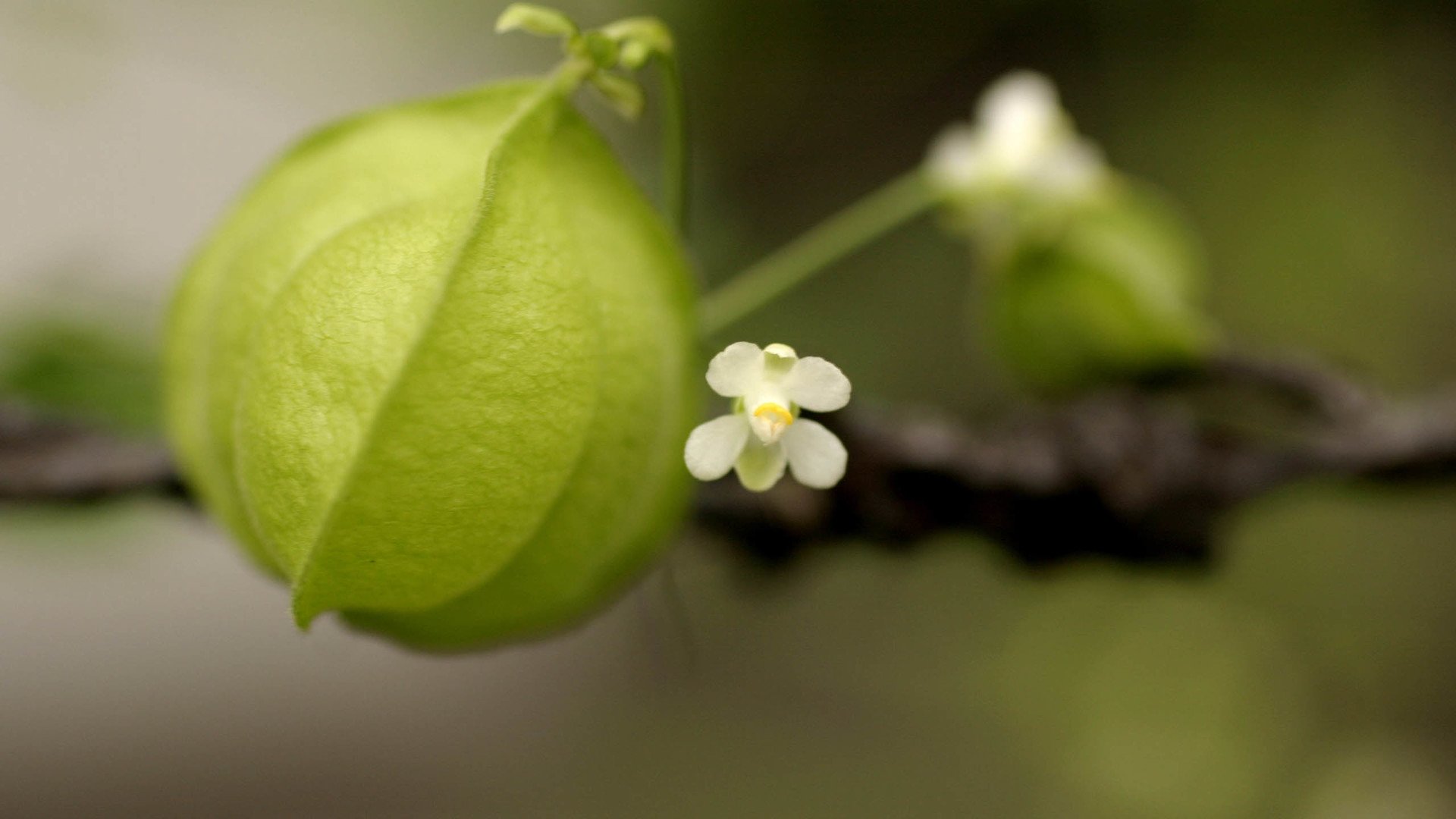 小清新,清新淡雅,儿童桌面专用