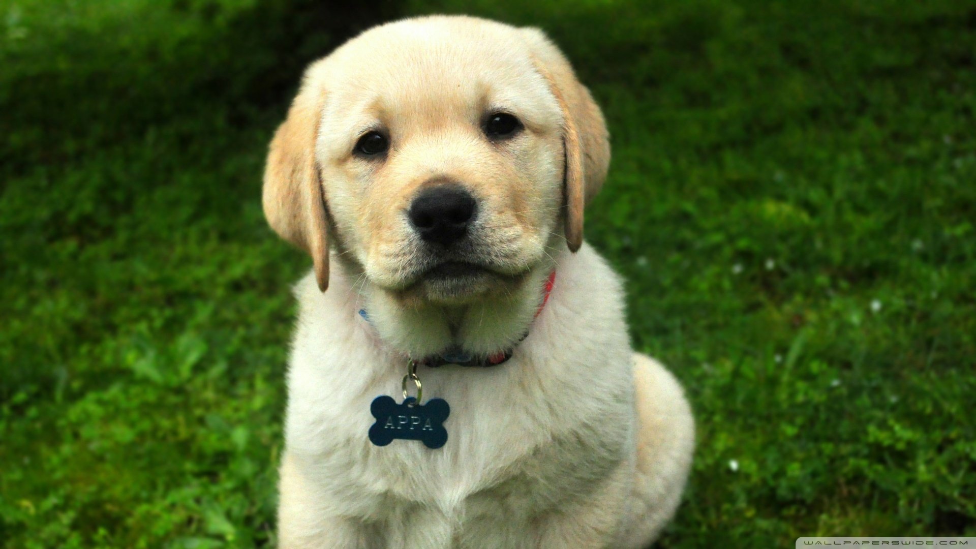 萌宠,狗,汪星人,可爱,卖萌图,古灵精怪,儿童桌面专用