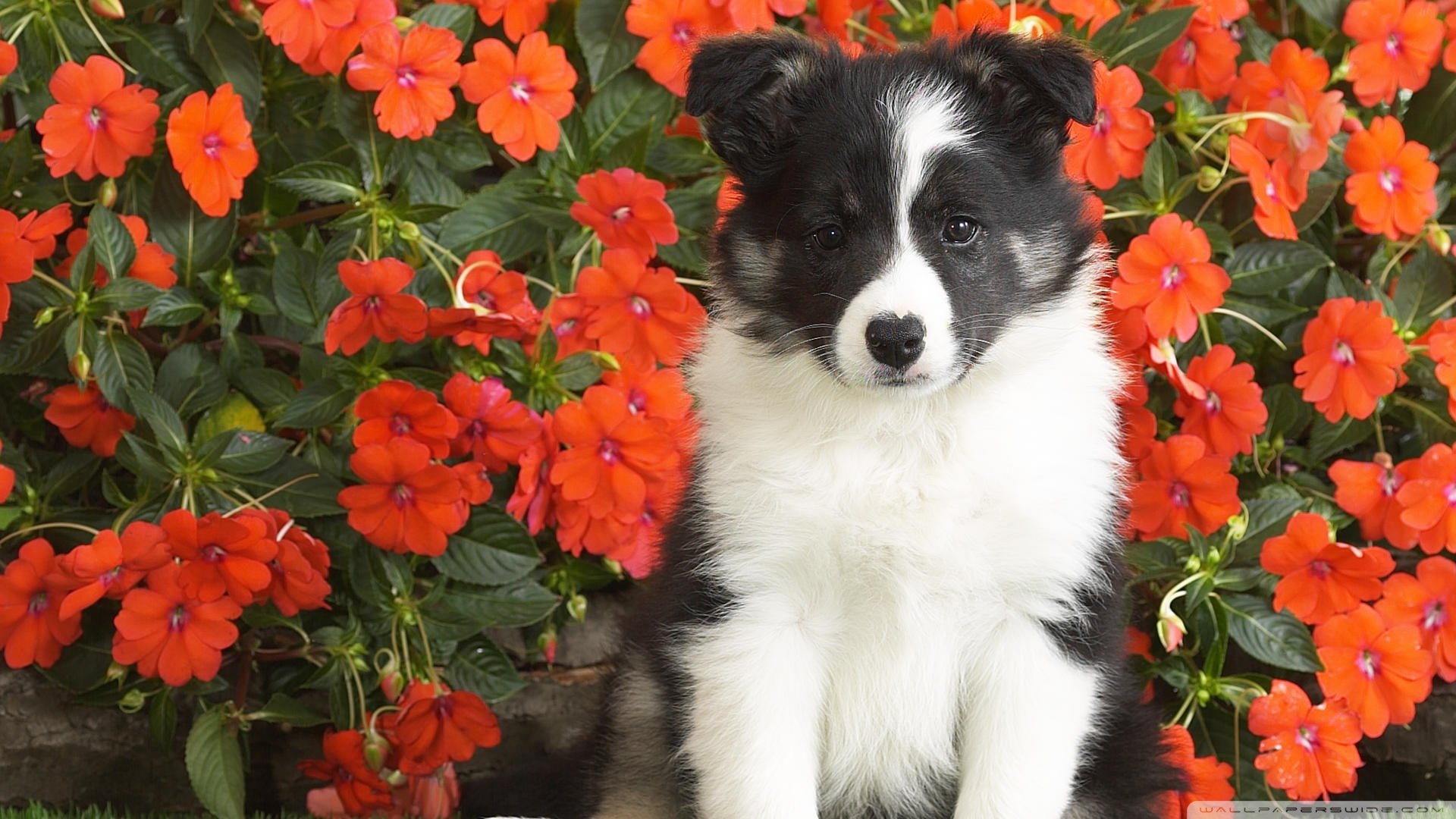 萌宠,狗,汪星人,可爱,卖萌图,古灵精怪,儿童桌面专用