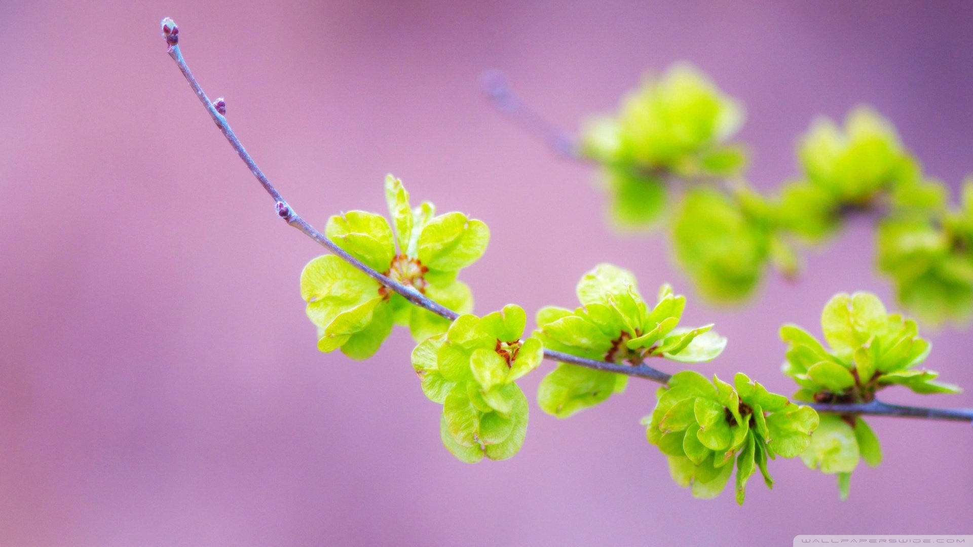 小清新,清新淡雅,儿童桌面专用