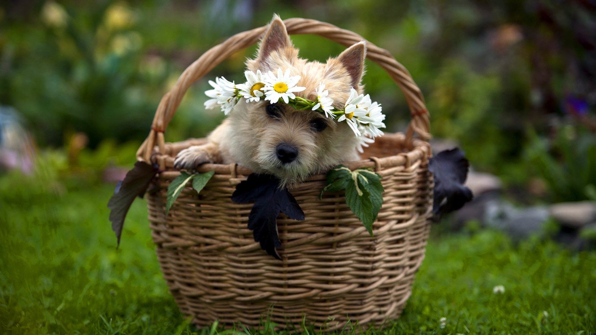 萌宠,汪星人,儿童桌面专用