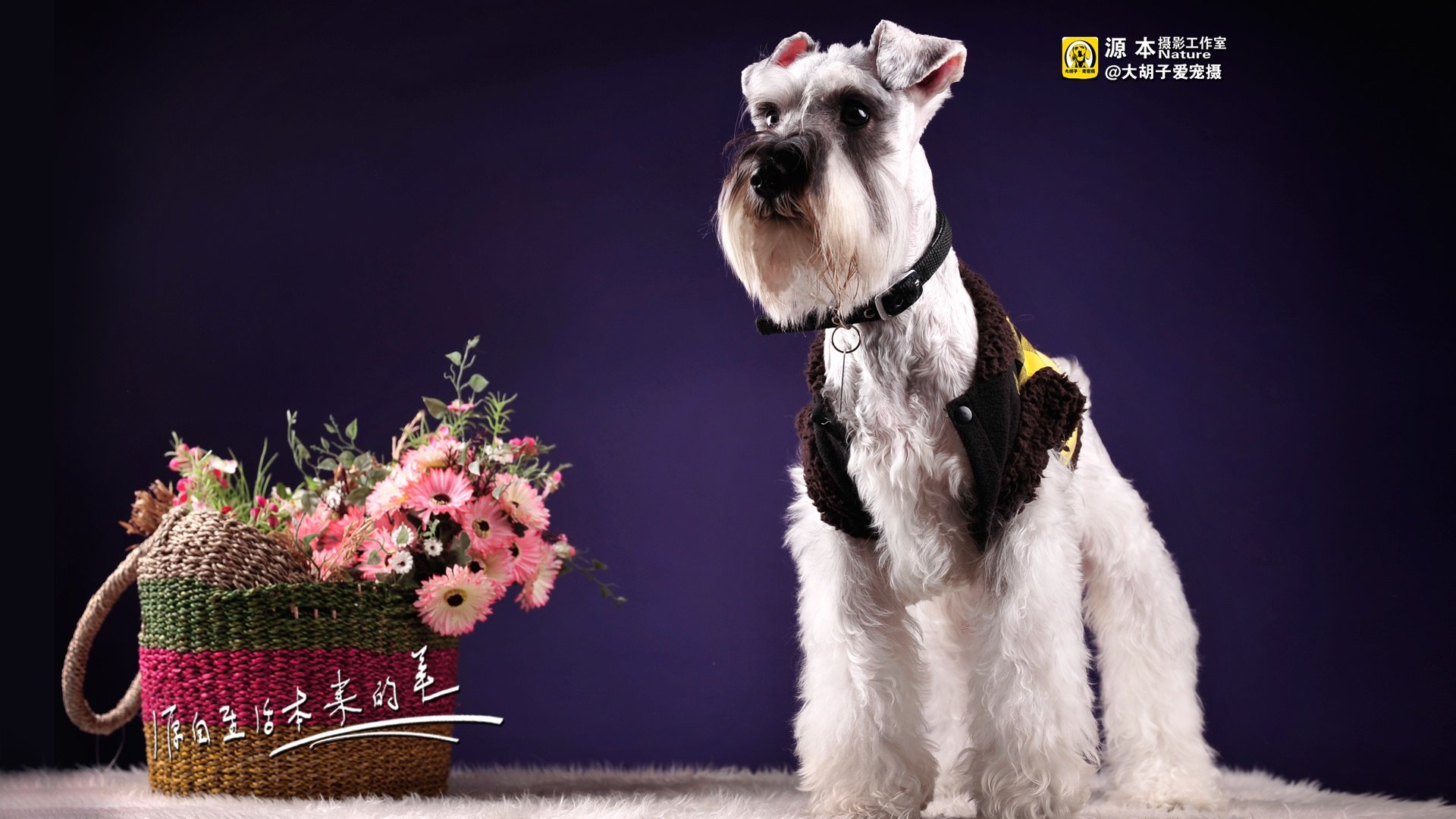 萌宠,源本摄影,狗狗,狗,雪纳瑞,独家首发,@大胡子爱宠摄,儿童桌面专用
