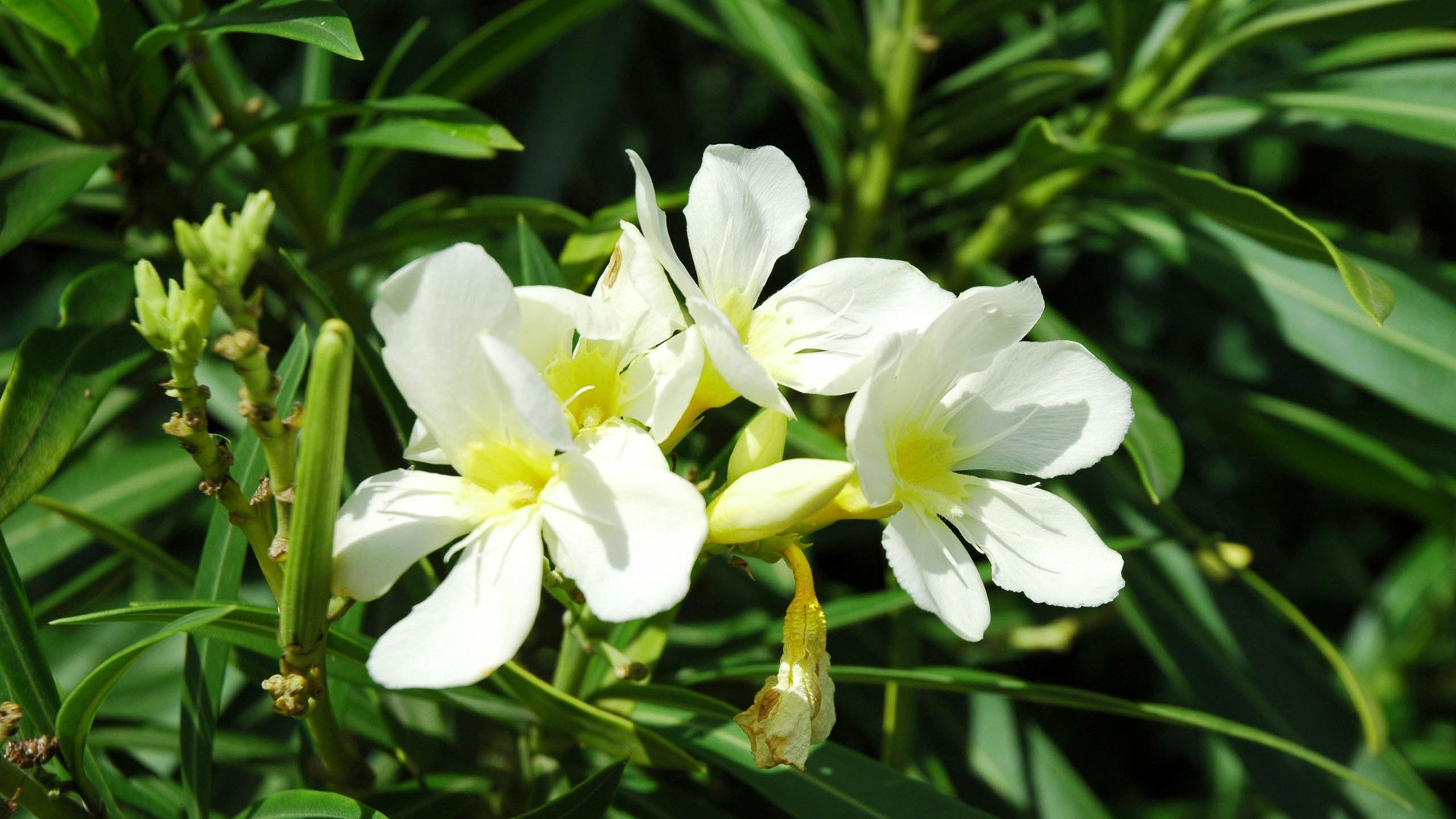 小清新,清新淡雅,儿童桌面专用