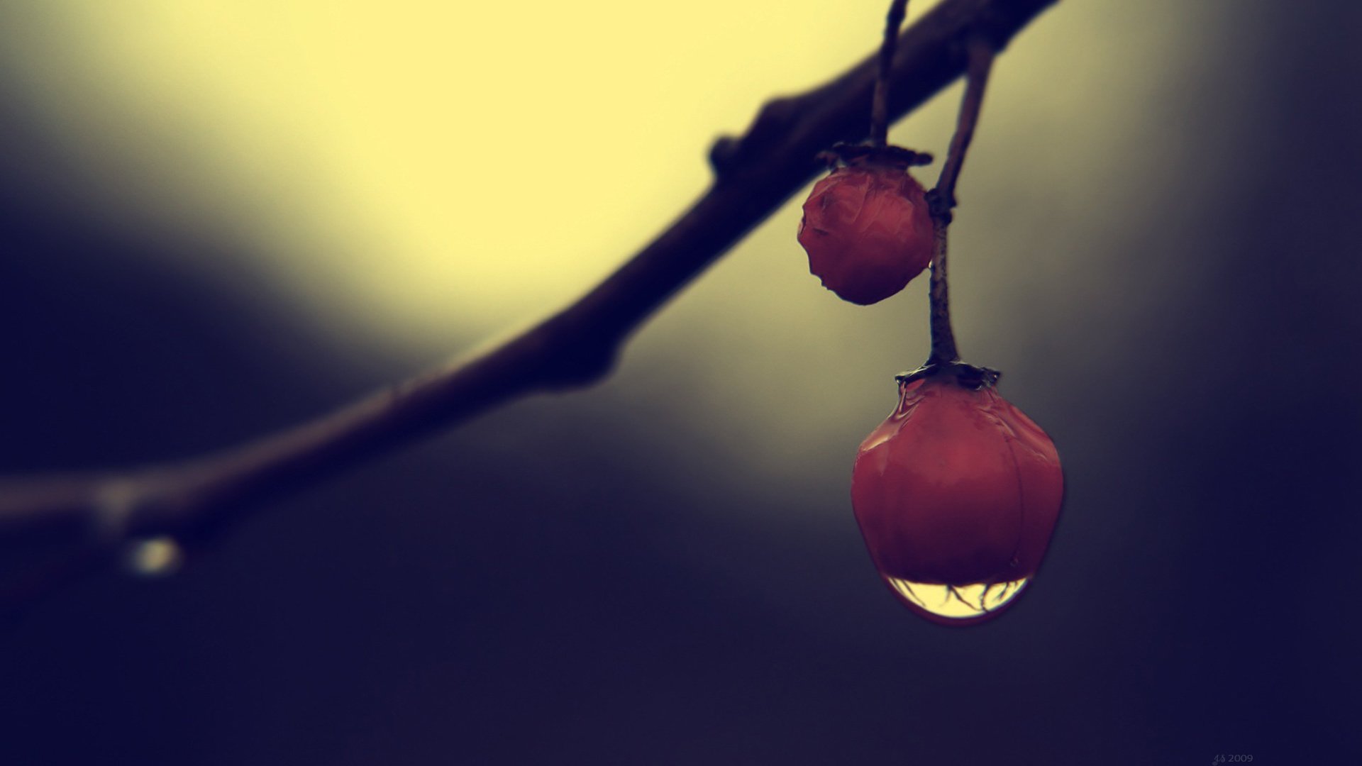 小清新,娇艳欲滴,花,儿童桌面专用