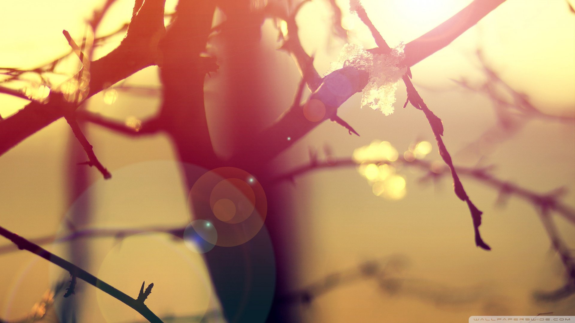 风景,阳光,树木,植物,摄影,儿童桌面专用