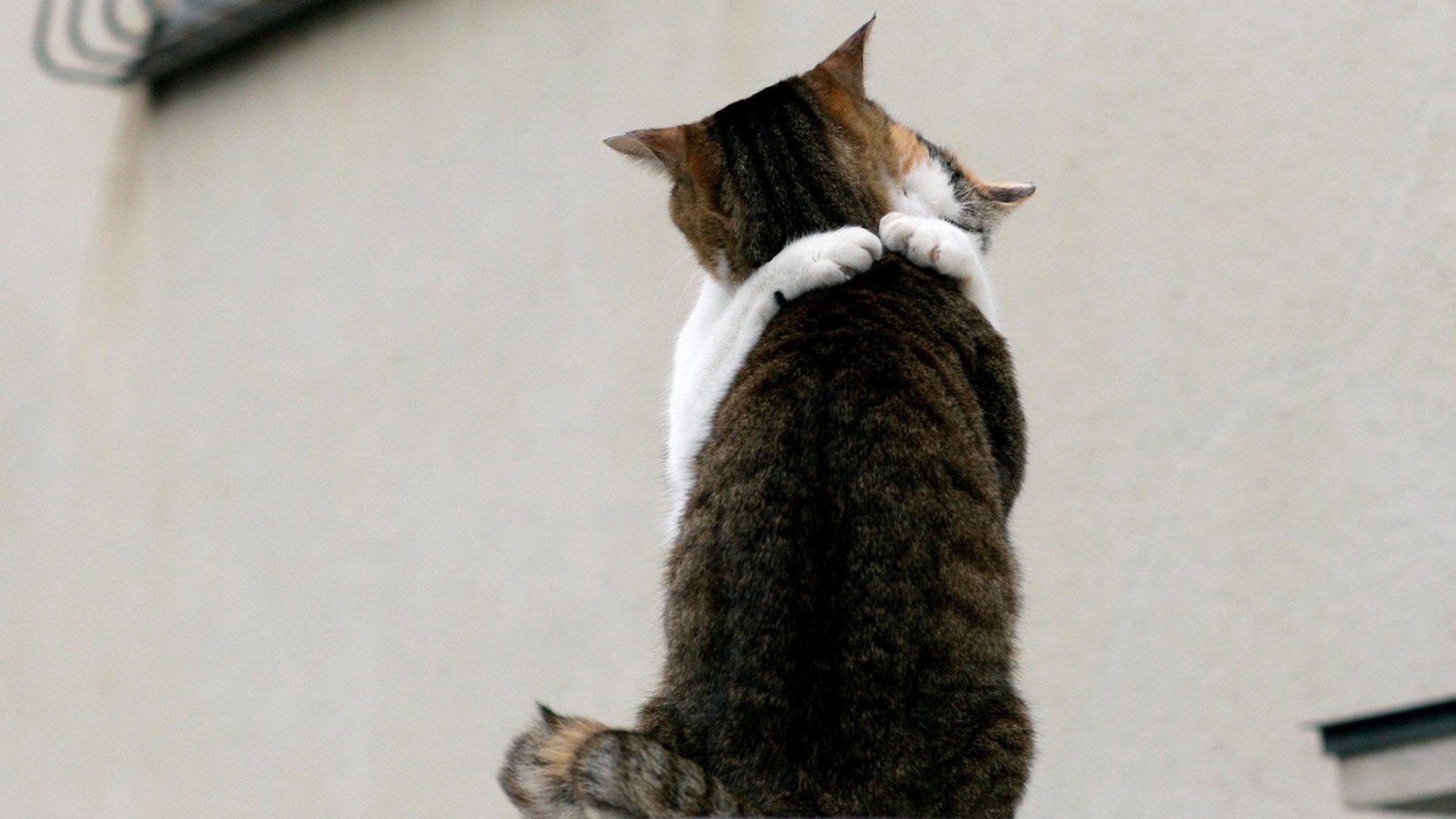 萌宠,喵星人,拥抱,儿童桌面专用