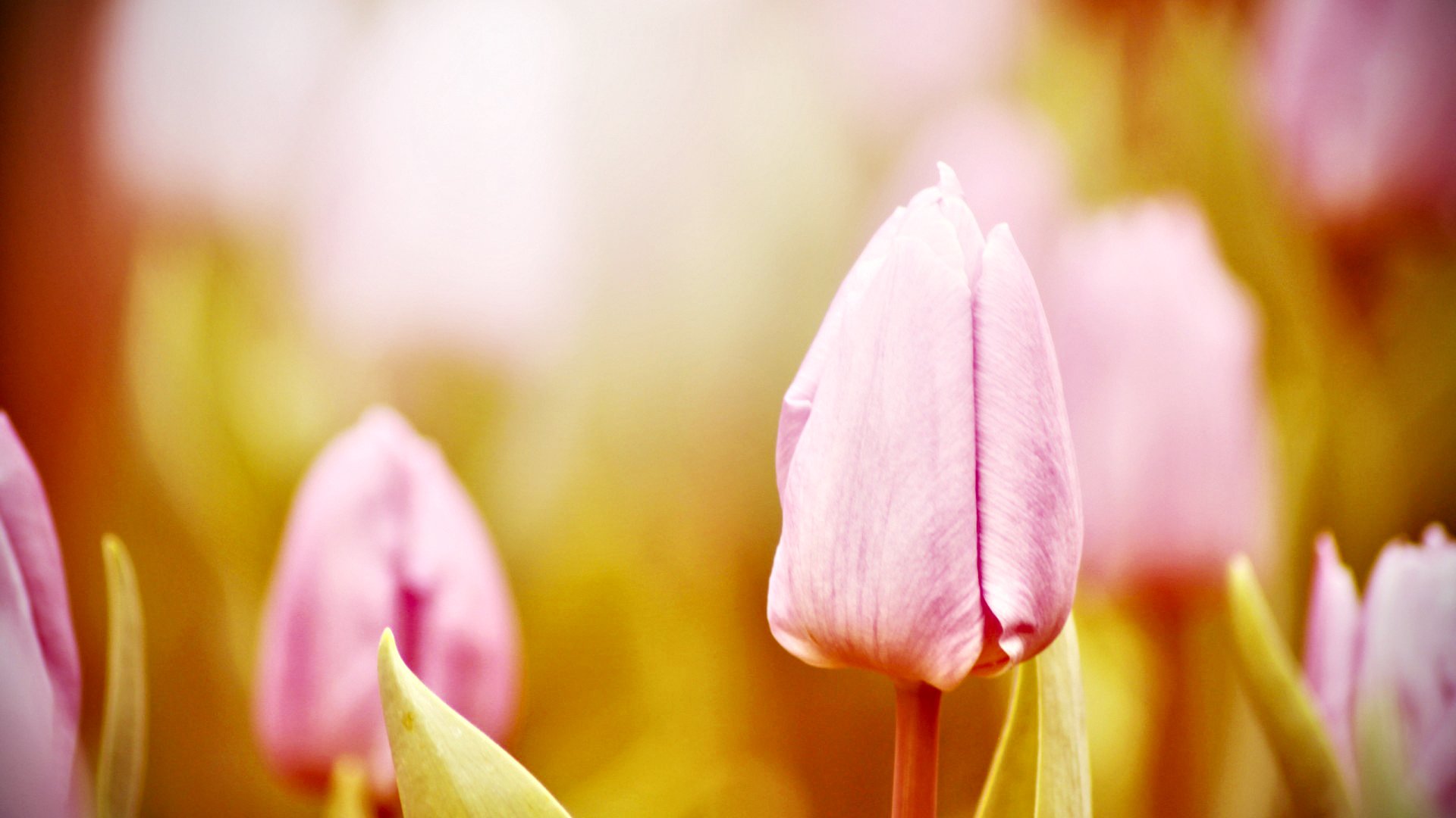 小清新,清新淡雅,花,儿童桌面专用