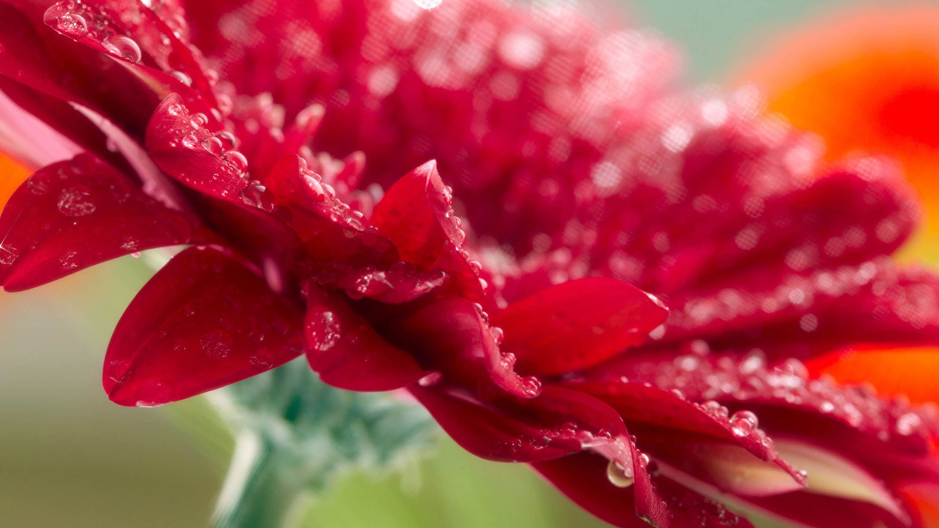 小清新,娇艳欲滴,儿童桌面专用