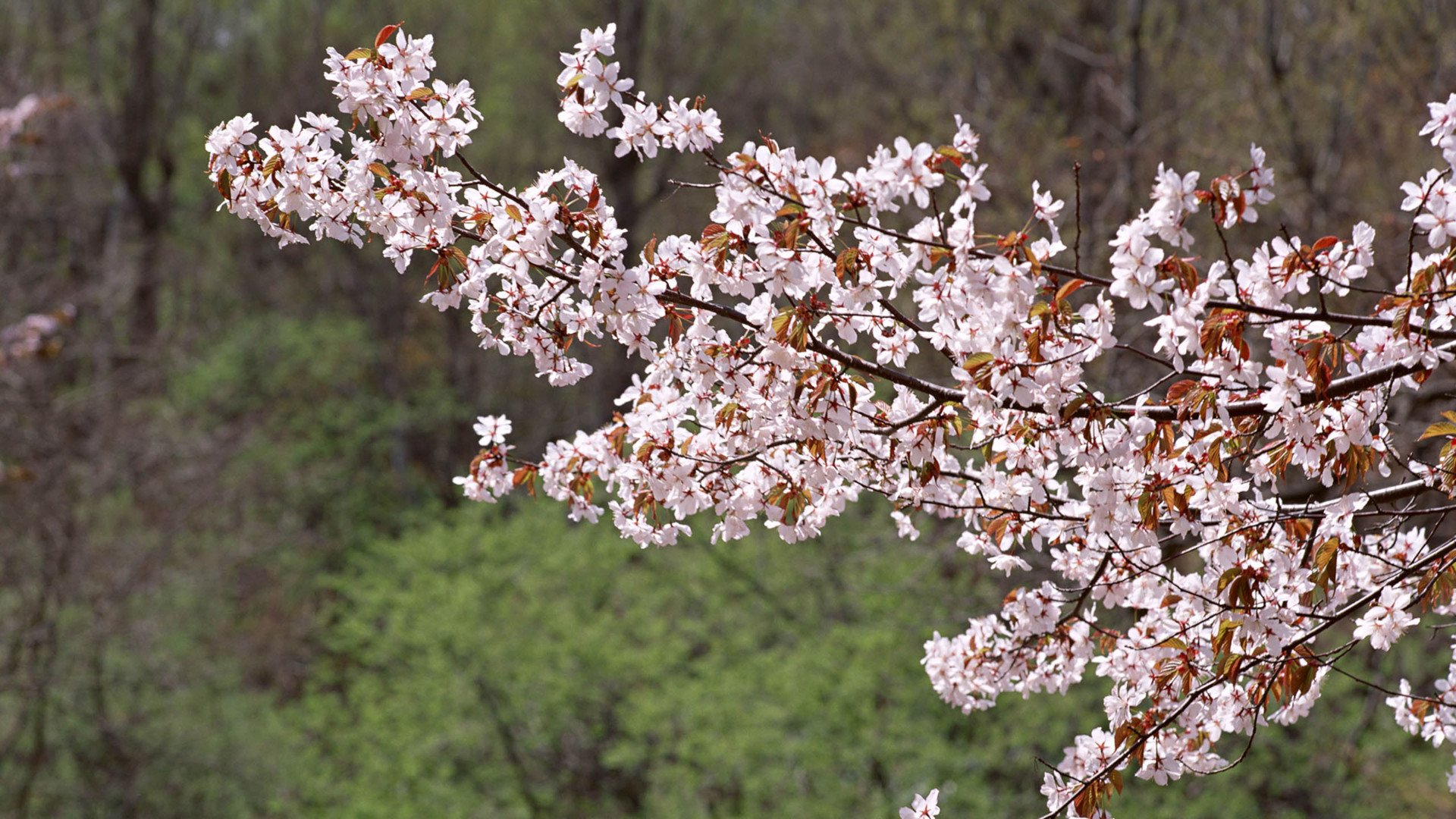 小清新,娇艳欲滴,花,儿童桌面专用