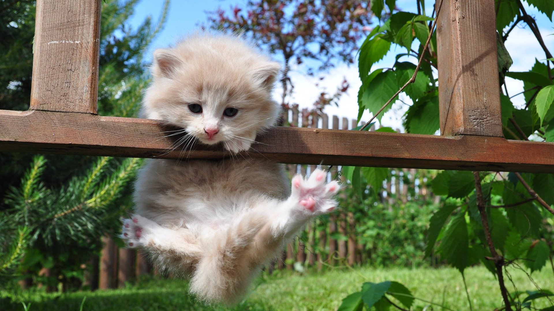 萌宠,喵星人,猫,猫咪,儿童桌面专用