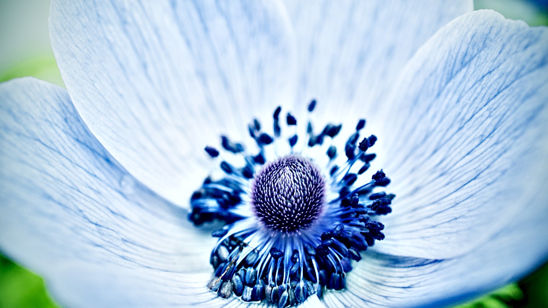 小清新,清新淡雅,儿童桌面专用