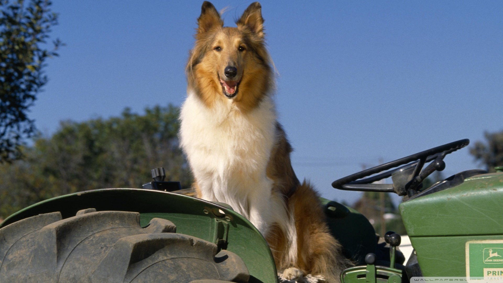 萌宠,狗,汪星人,可爱,卖萌图,古灵精怪,儿童桌面专用