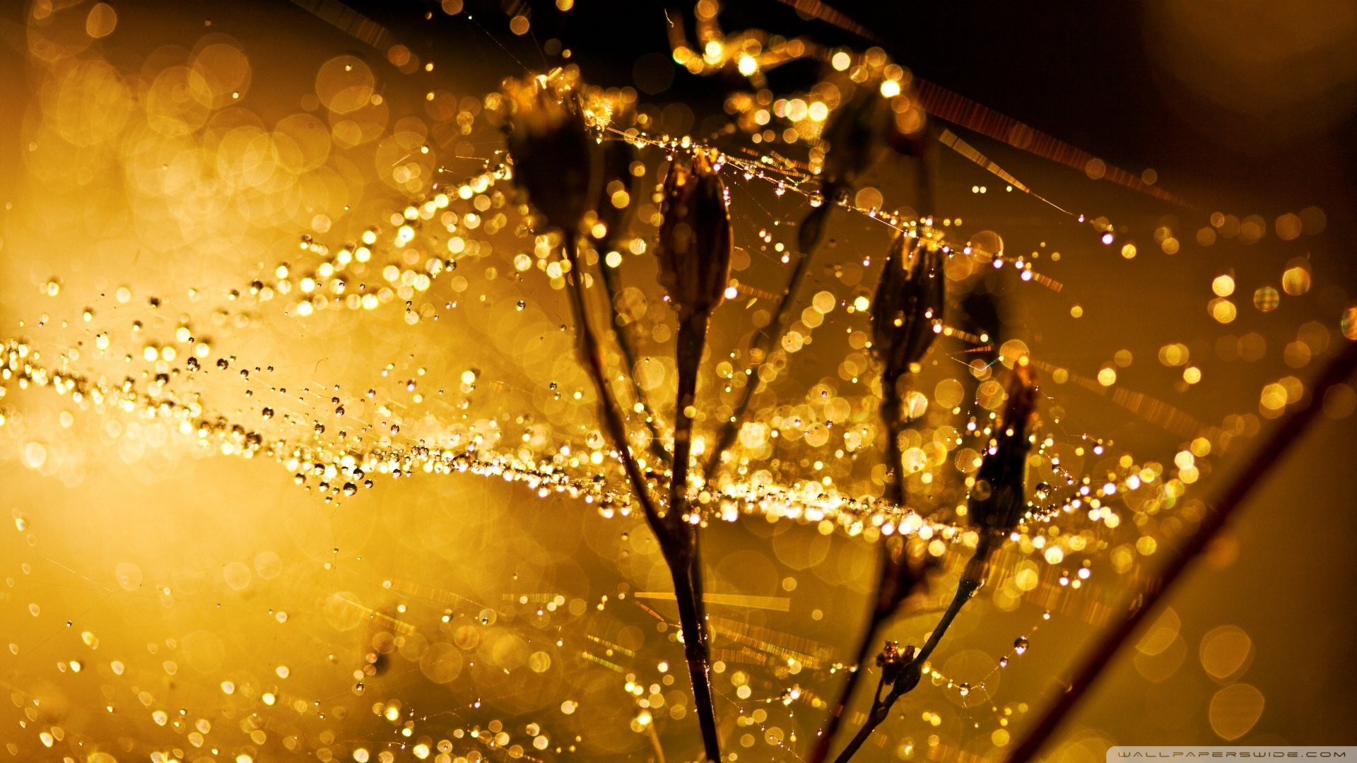 小清新,娇艳欲滴,儿童桌面专用