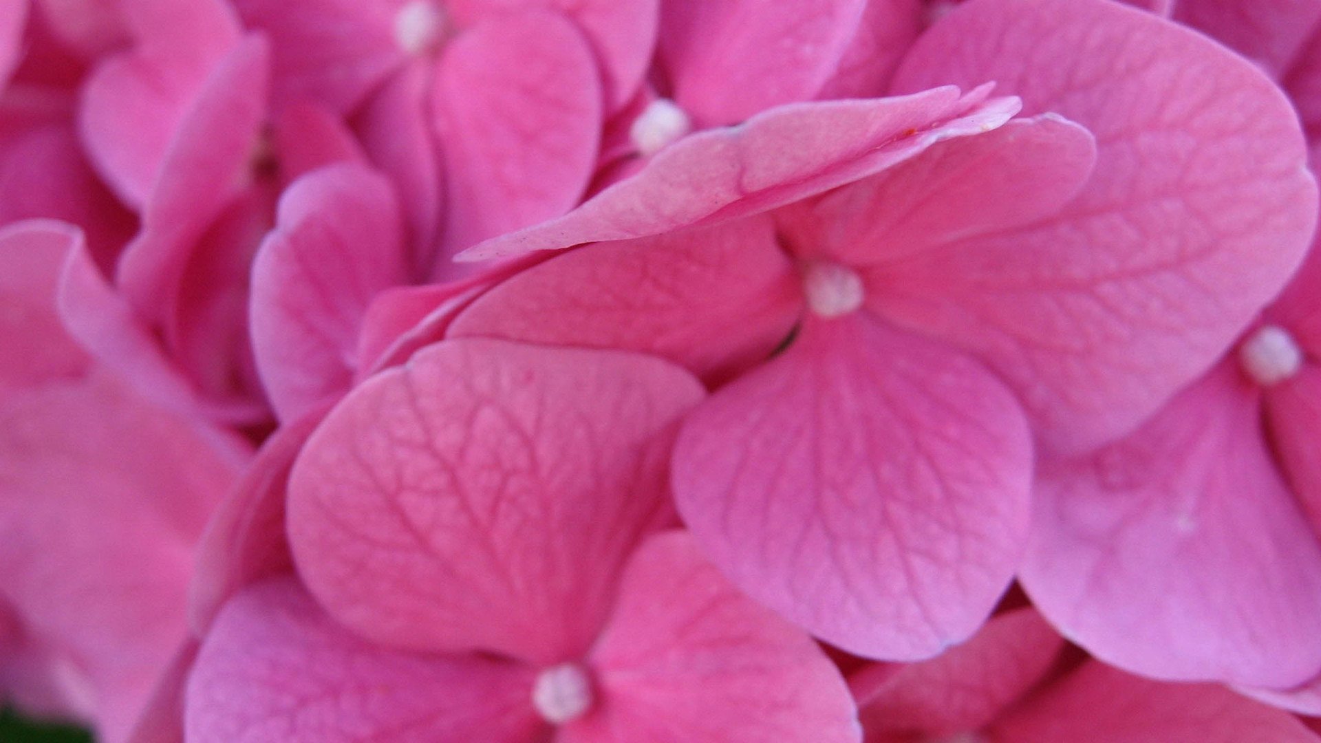 小清新,清新淡雅,儿童桌面专用