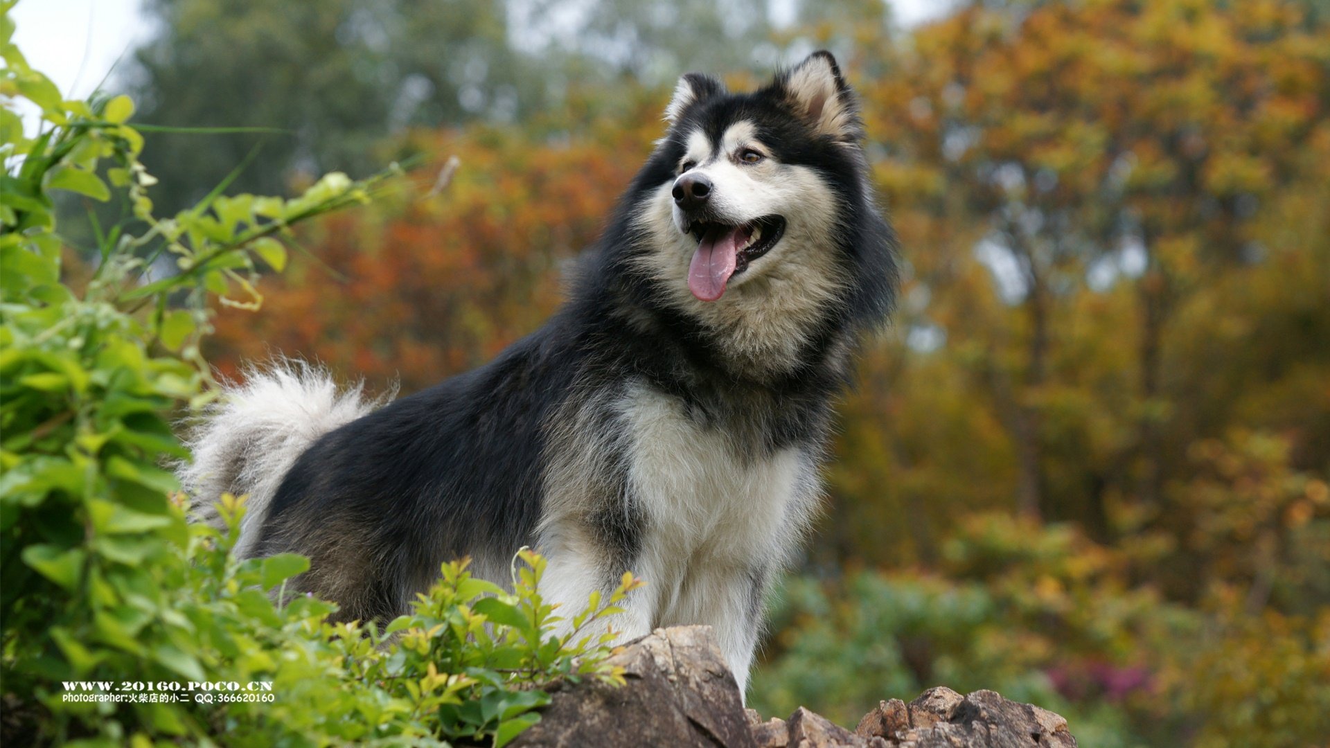 萌宠,火柴摄影,汪星人,狗,独家首发,@摄影师火柴店的小二,儿童桌面专用