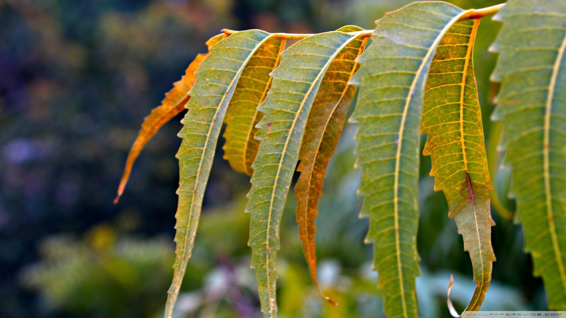 小清新,护眼壁纸,儿童桌面专用