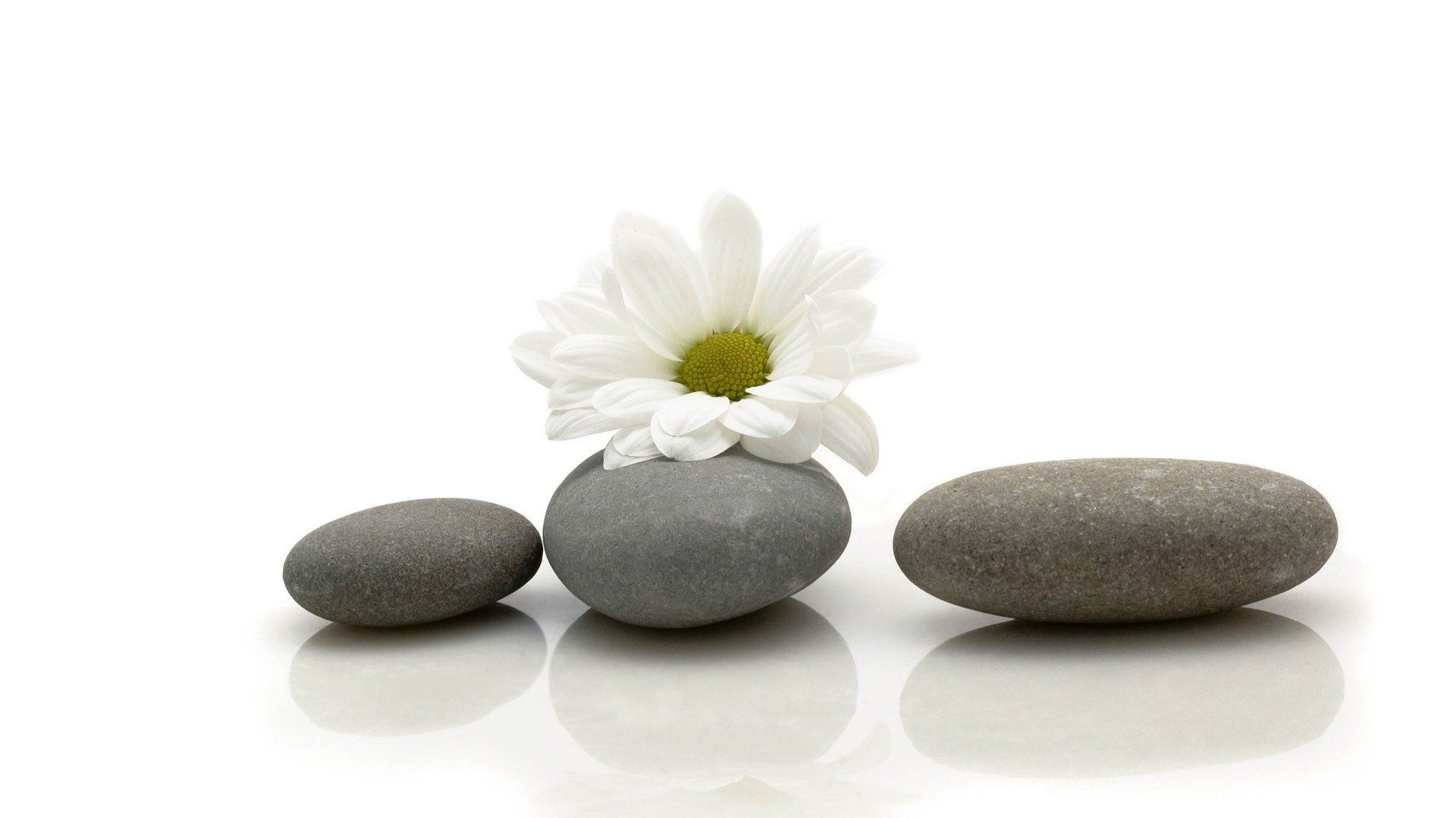 小清新,清新淡雅,花,儿童桌面专用