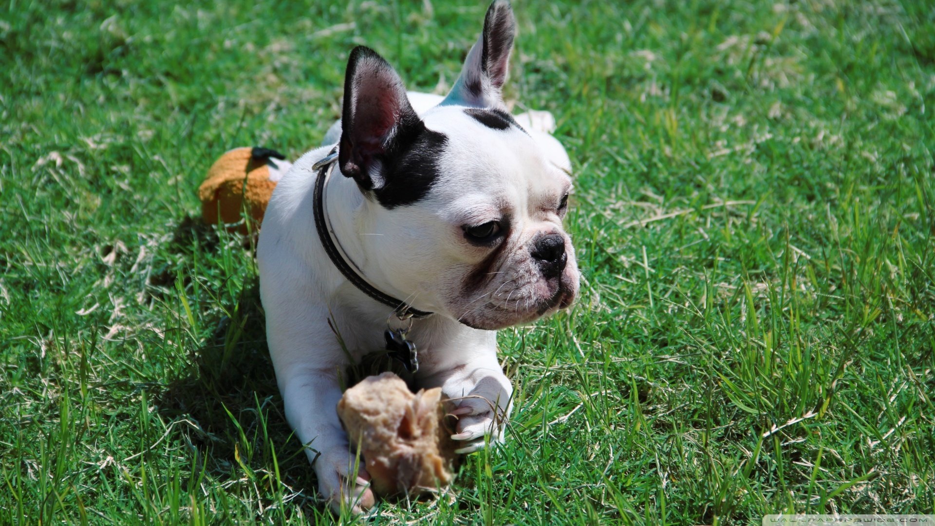 萌宠,狗,汪星人,可爱,卖萌图,古灵精怪,儿童桌面专用