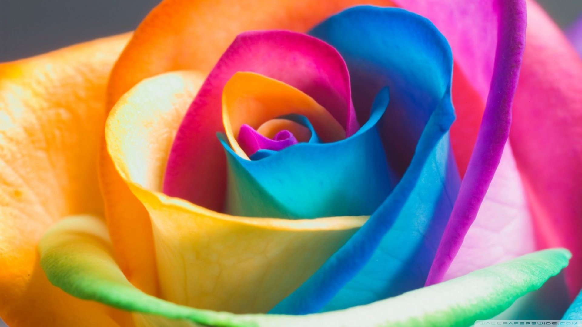 小清新,娇艳欲滴,花,儿童桌面专用