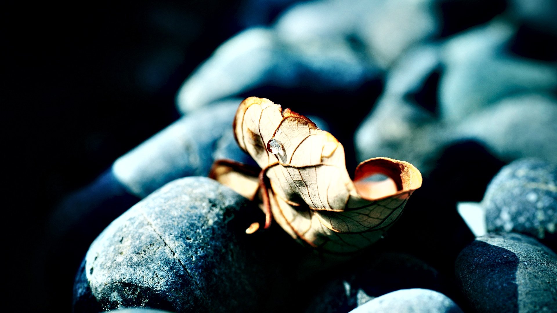 小清新,静物写真,落叶,叶子,儿童桌面专用