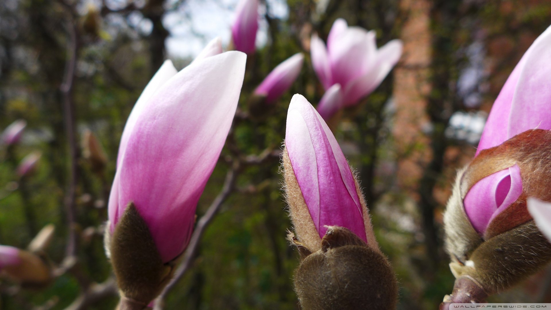 风景,春意盎然,儿童桌面专用