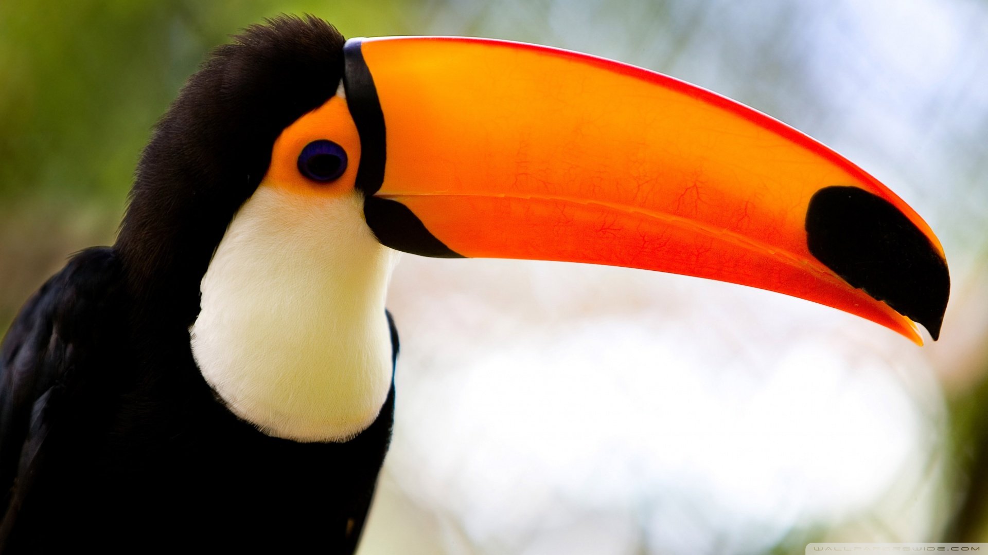 萌宠,小鸟天地,儿童桌面专用