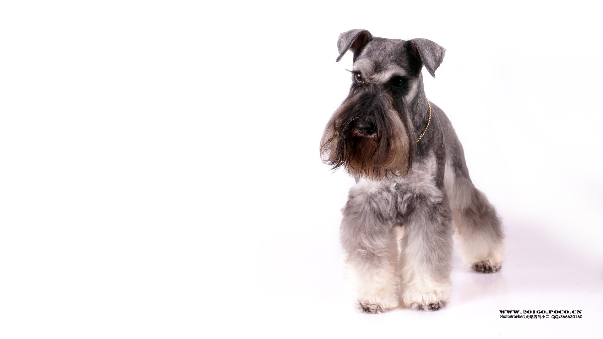 萌宠,狗,汪星人,可爱,古灵精怪,火柴摄影,@摄影师火柴店的小二,儿童桌面专用