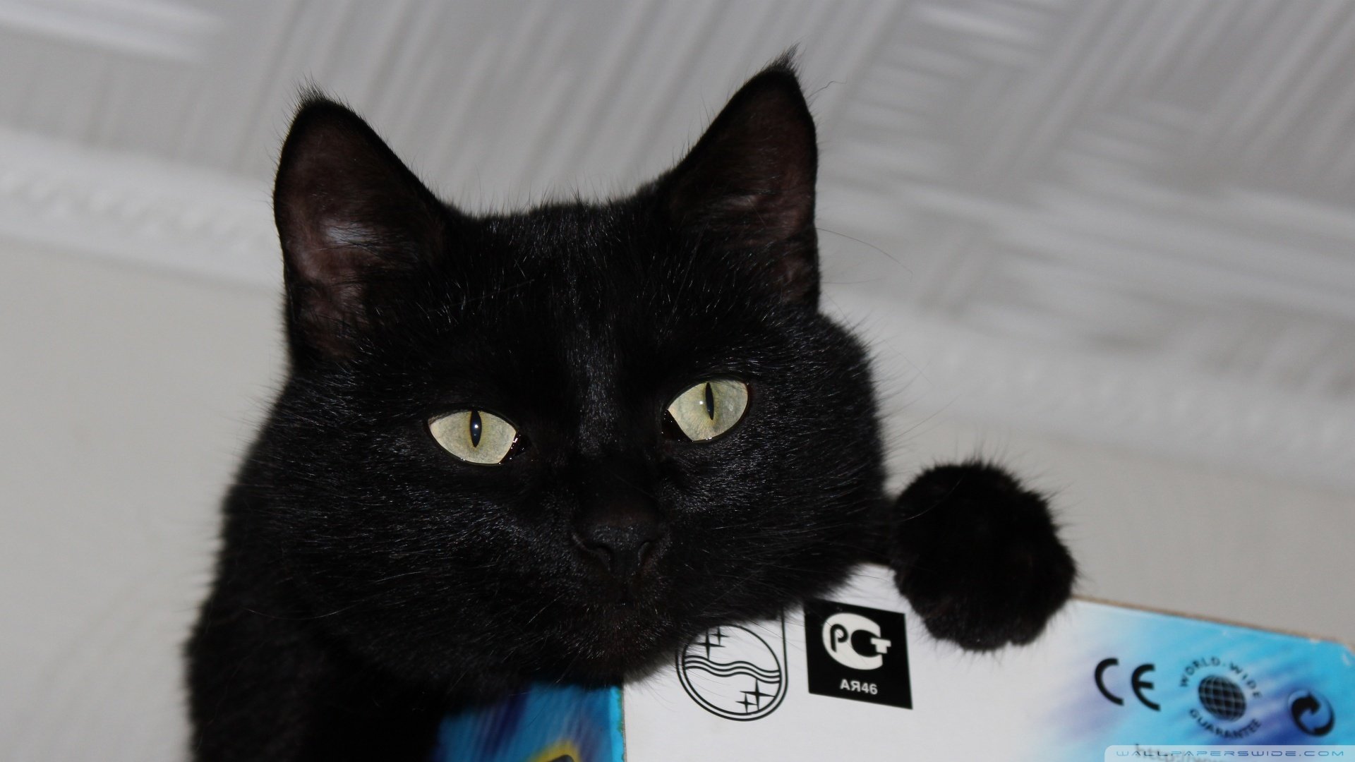 萌宠,猫,喵星人,可爱,卖萌图,古灵精怪,儿童桌面专用