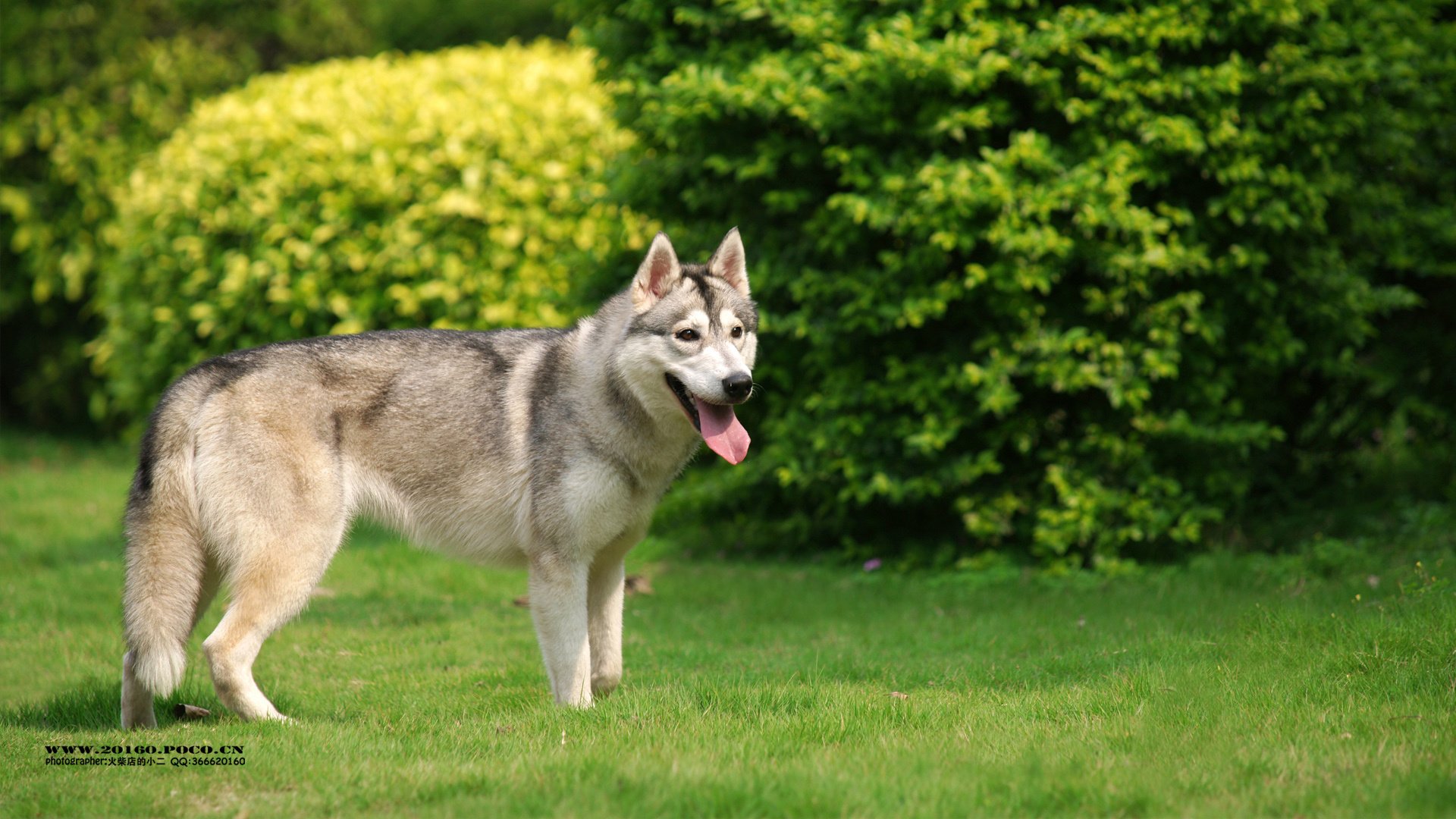 萌宠,狗,汪星人,可爱,古灵精怪,火柴摄影,@摄影师火柴店的小二,儿童桌面专用