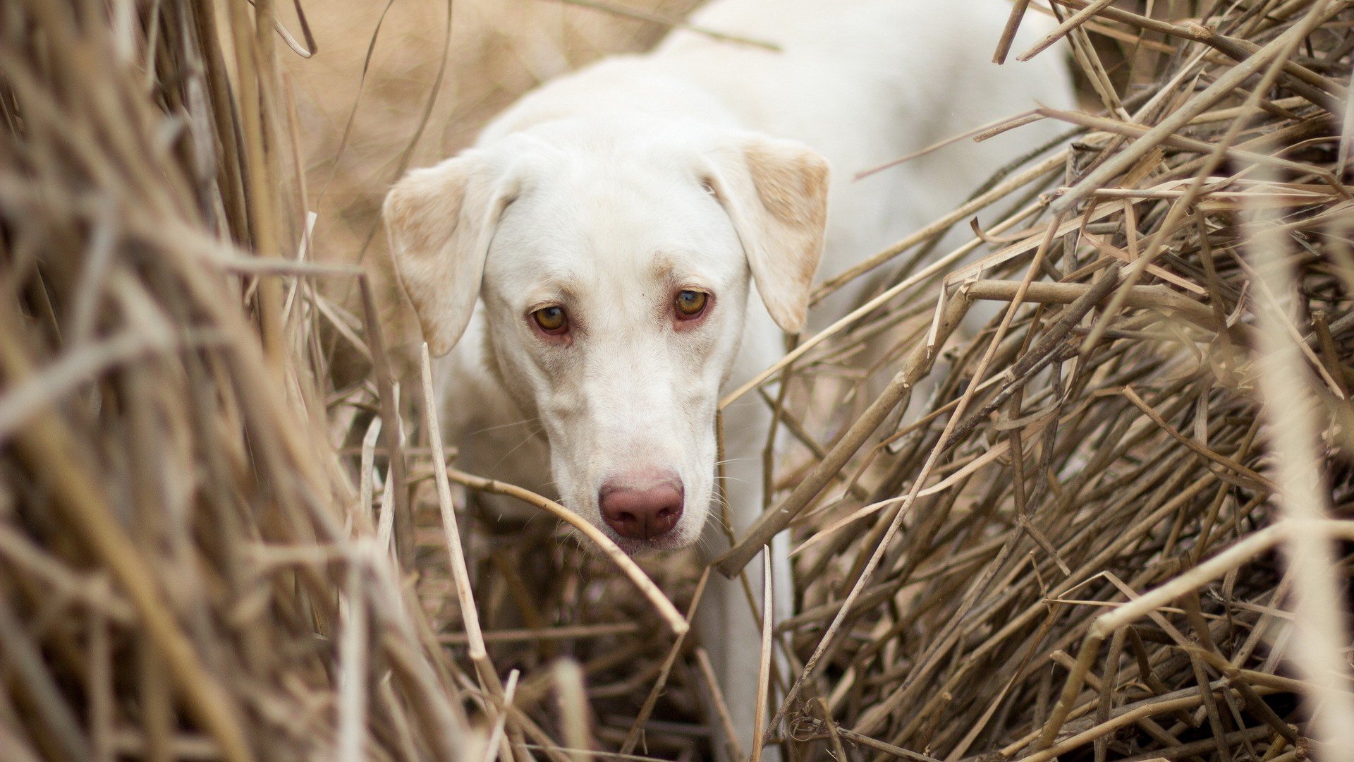 萌宠,汪星人,卖萌,儿童桌面专用