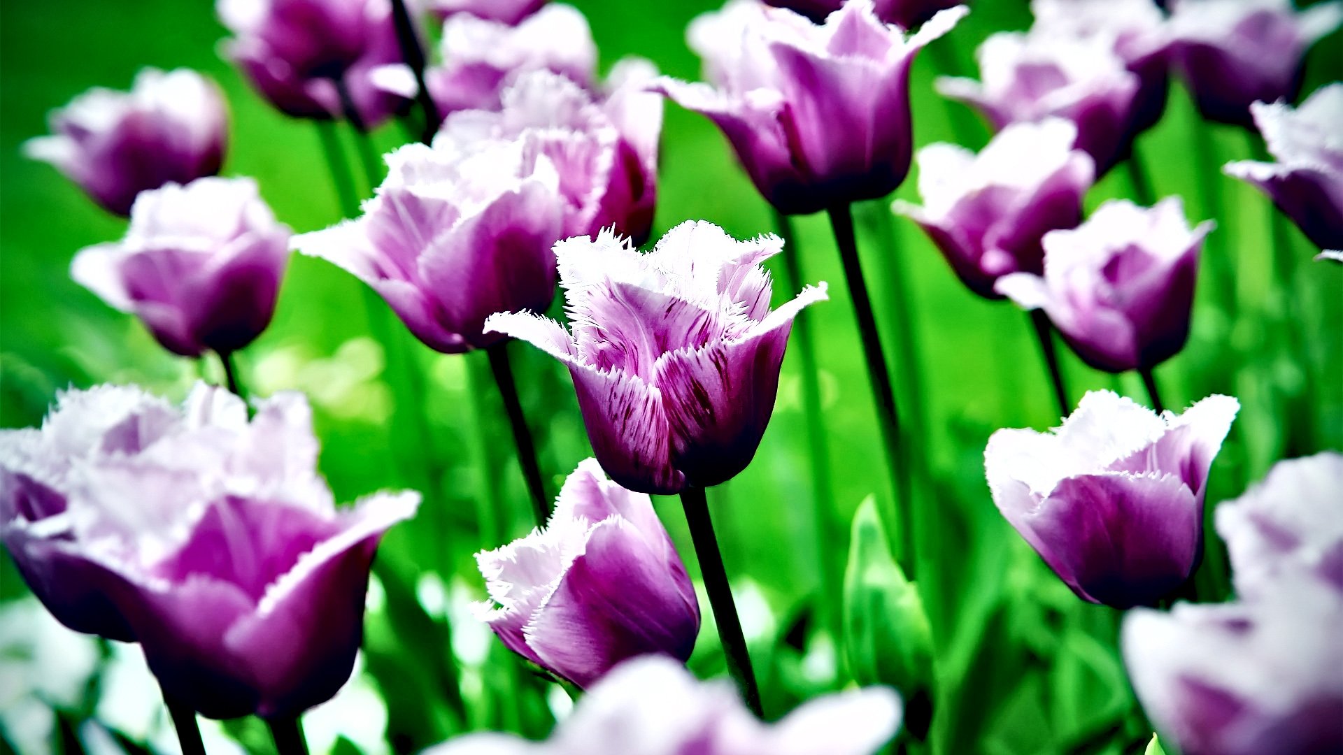 小清新,清新淡雅,花,儿童桌面专用