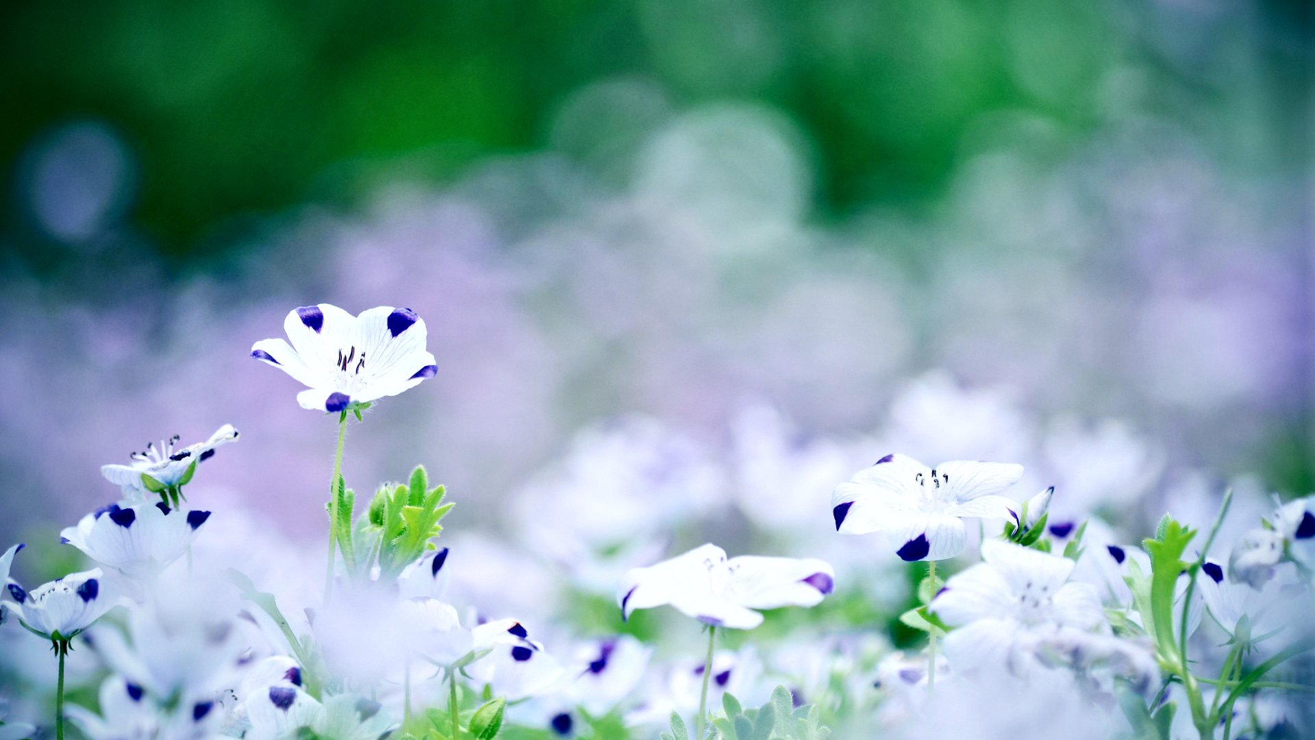 小清新,清新淡雅,植物,花,儿童桌面专用