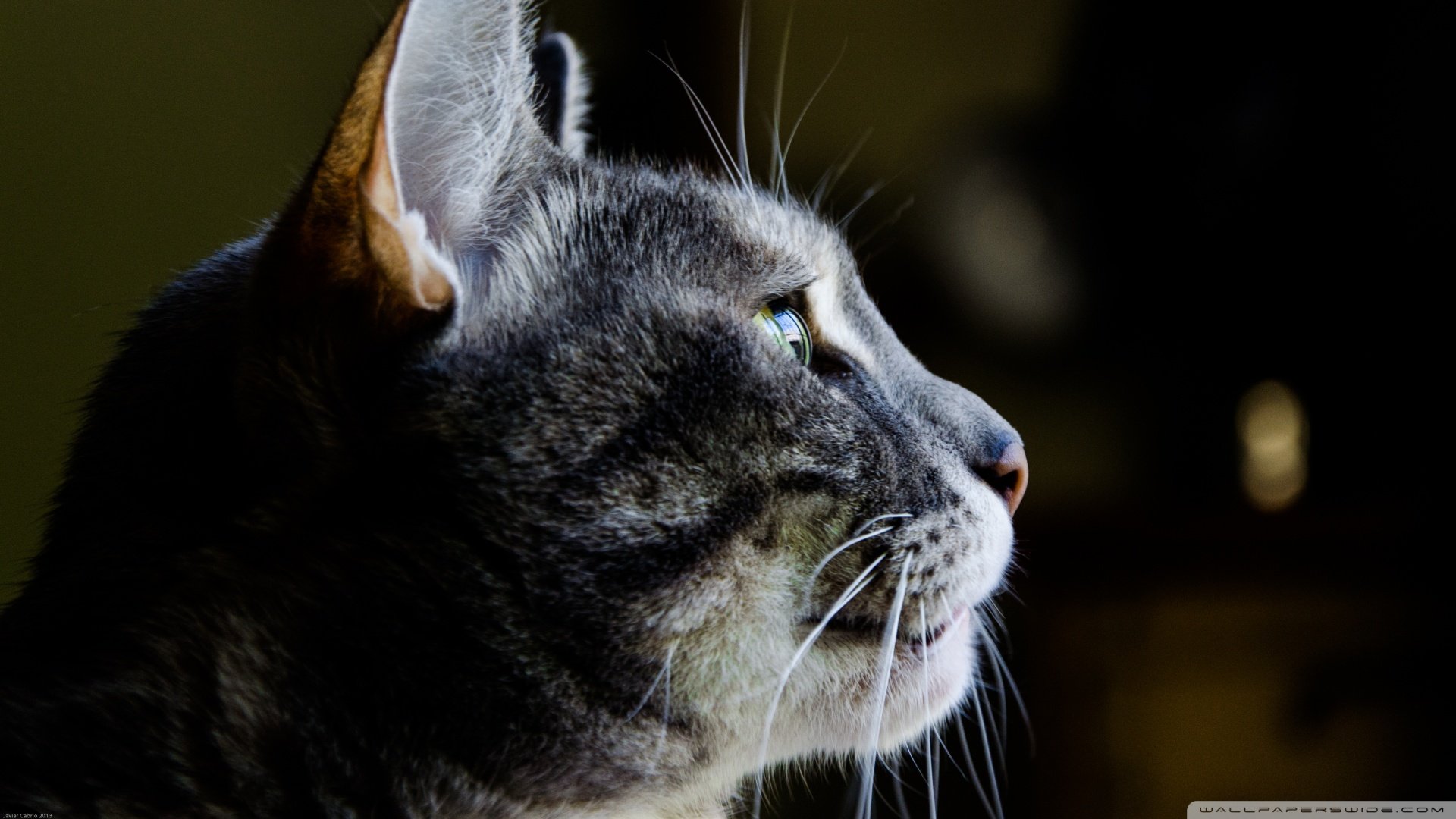 萌宠,喵星人,猫咪,猫,cat,儿童桌面专用