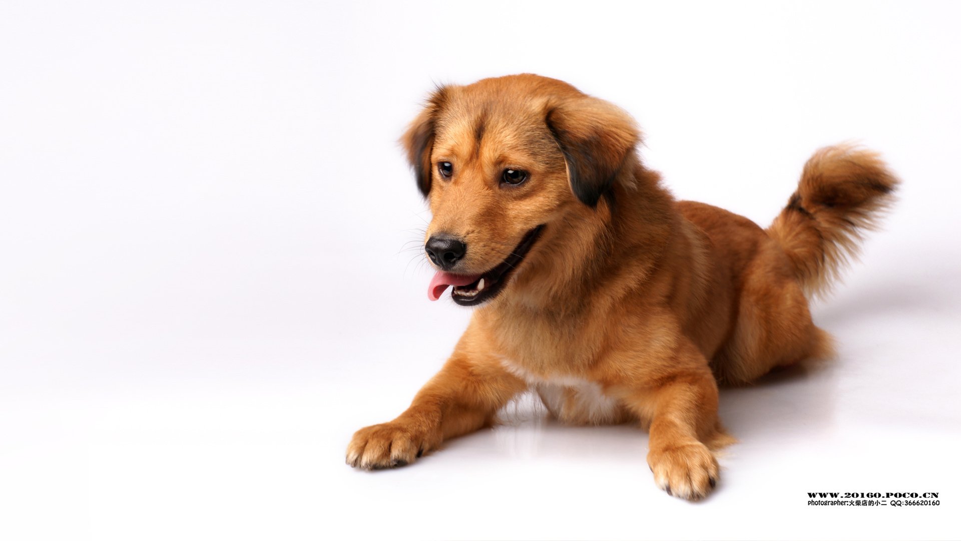 萌宠,狗,汪星人,可爱,古灵精怪,火柴摄影,@摄影师火柴店的小二,儿童桌面专用