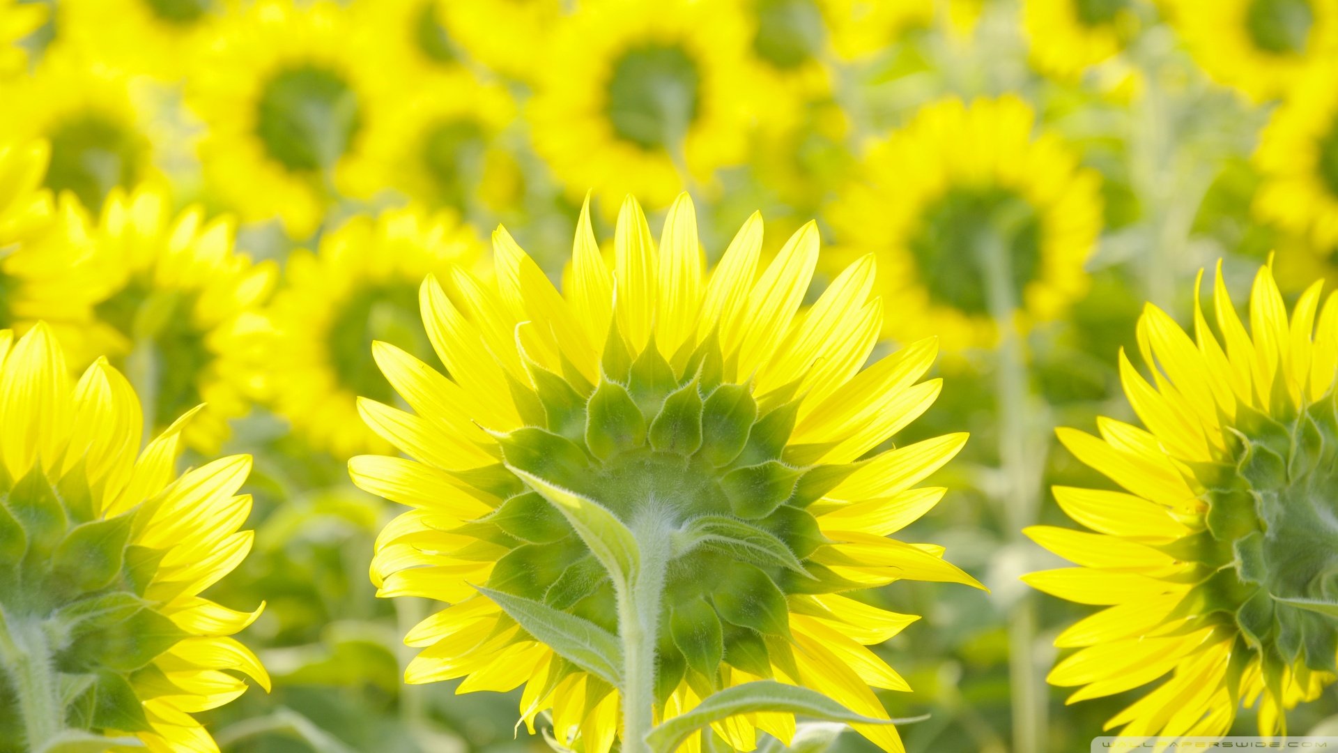 风景,春意盎然,儿童桌面专用
