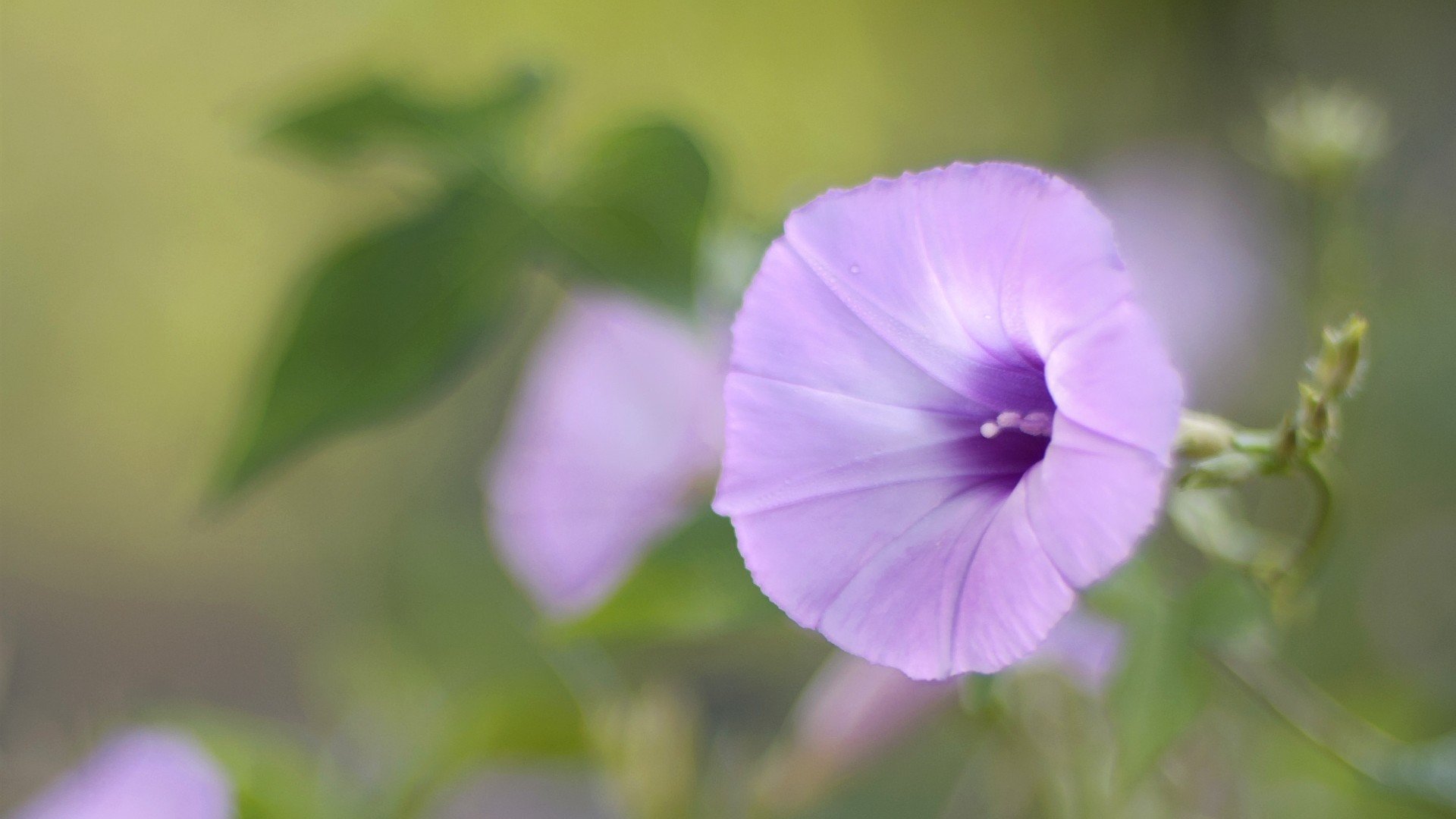 小清新,清新淡雅,儿童桌面专用