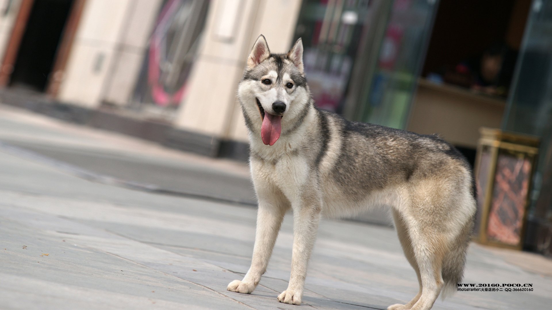 萌宠,狗,汪星人,可爱,古灵精怪,火柴摄影,@摄影师火柴店的小二,儿童桌面专用