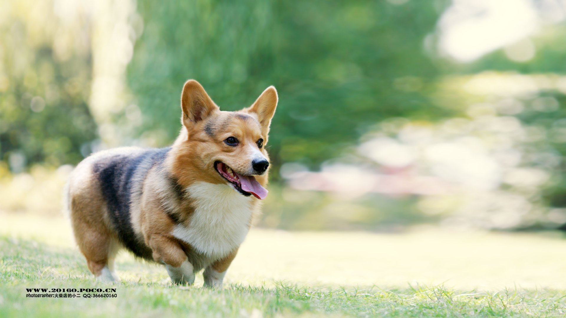 萌宠,摄影,狗,汪星人,火柴摄影,独家首发,@摄影师火柴店的小二,儿童桌面专用